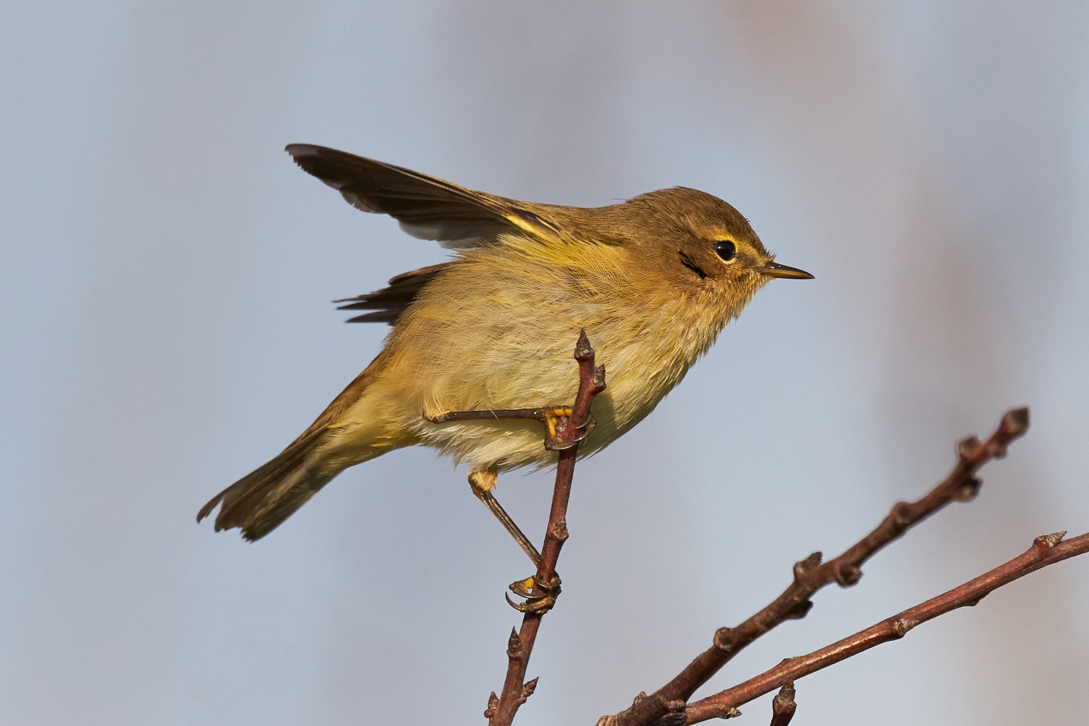 Little warbler "Ready for detachment"