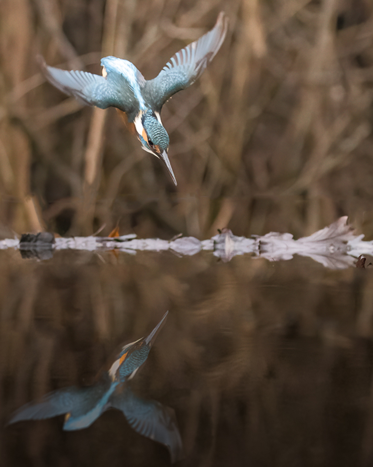 martino in picchiata
