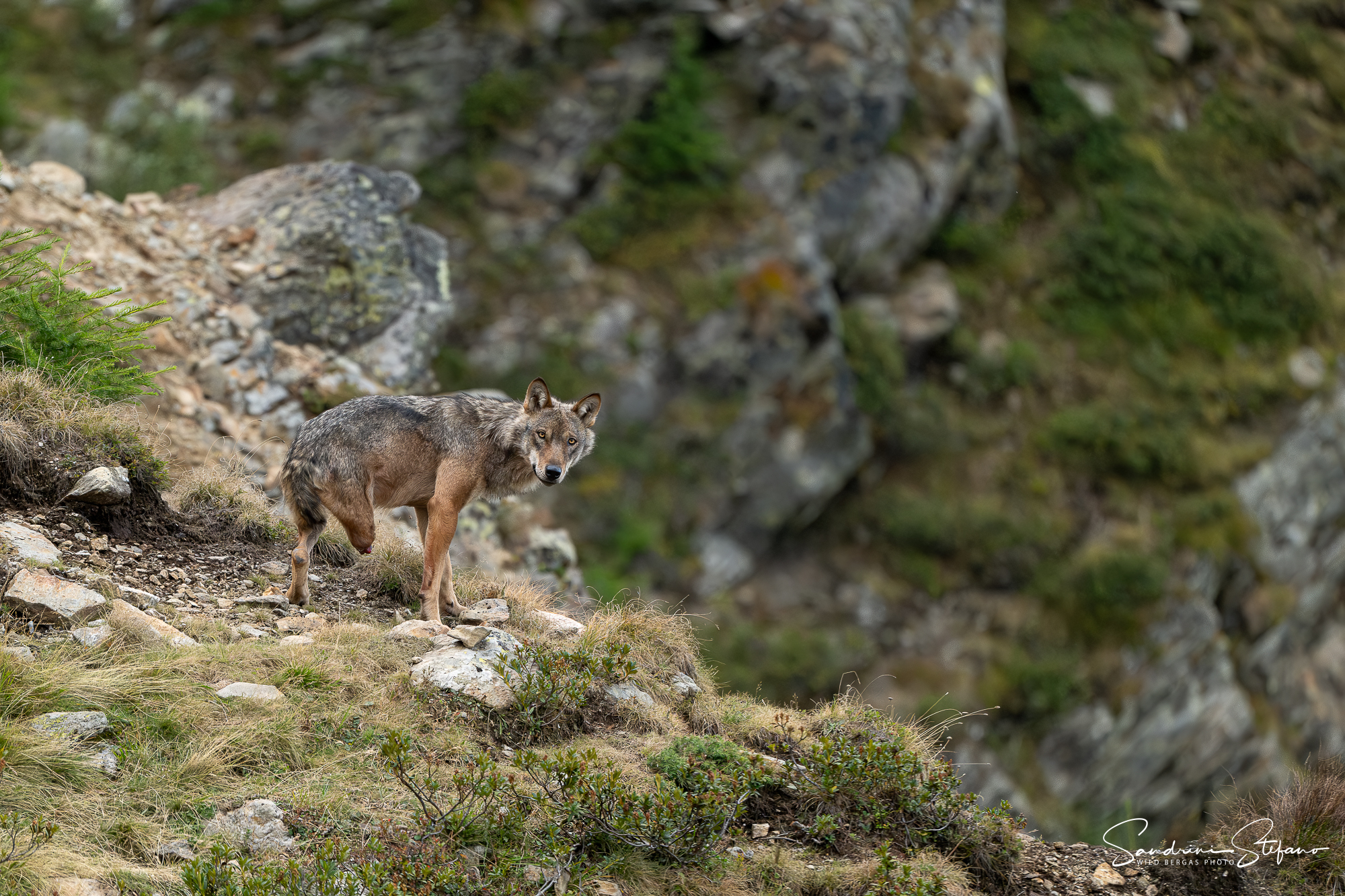 Lupo