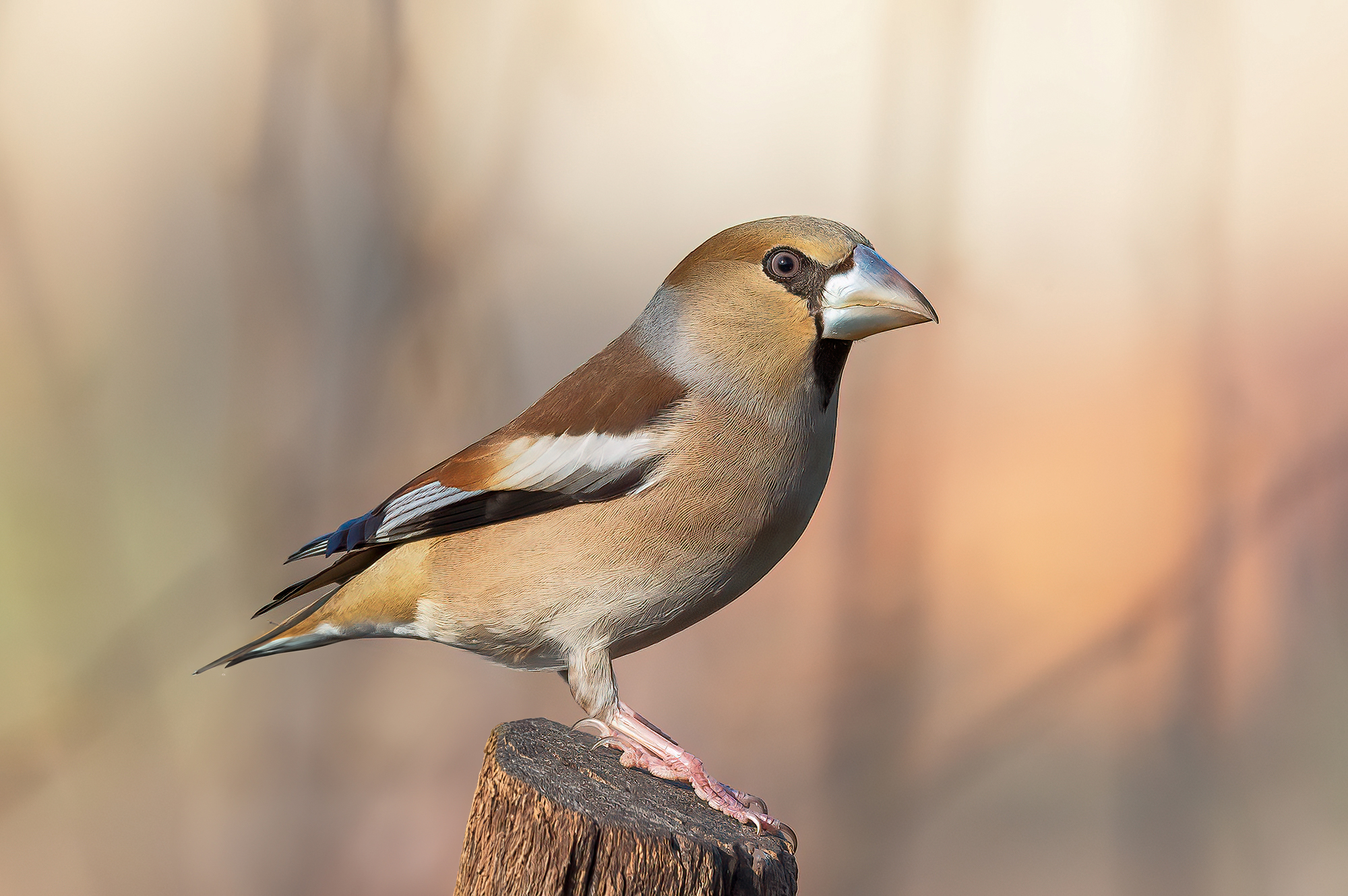 Hawfinch