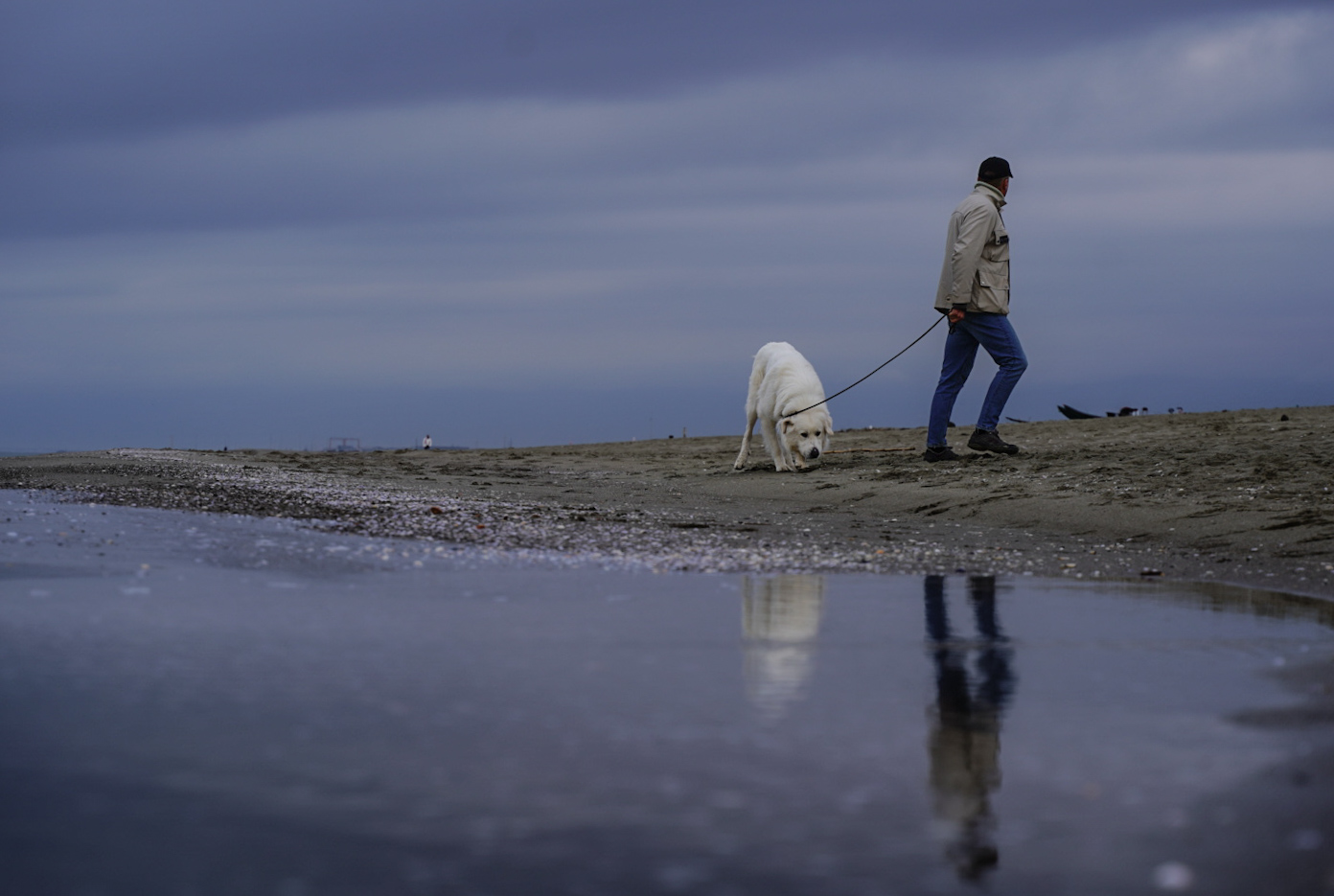 punti invisibili rincorsi da cani