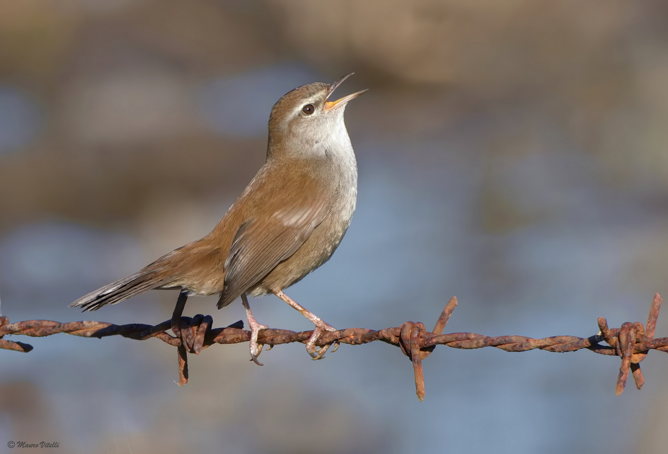 River nightingale (Cettia cetti)