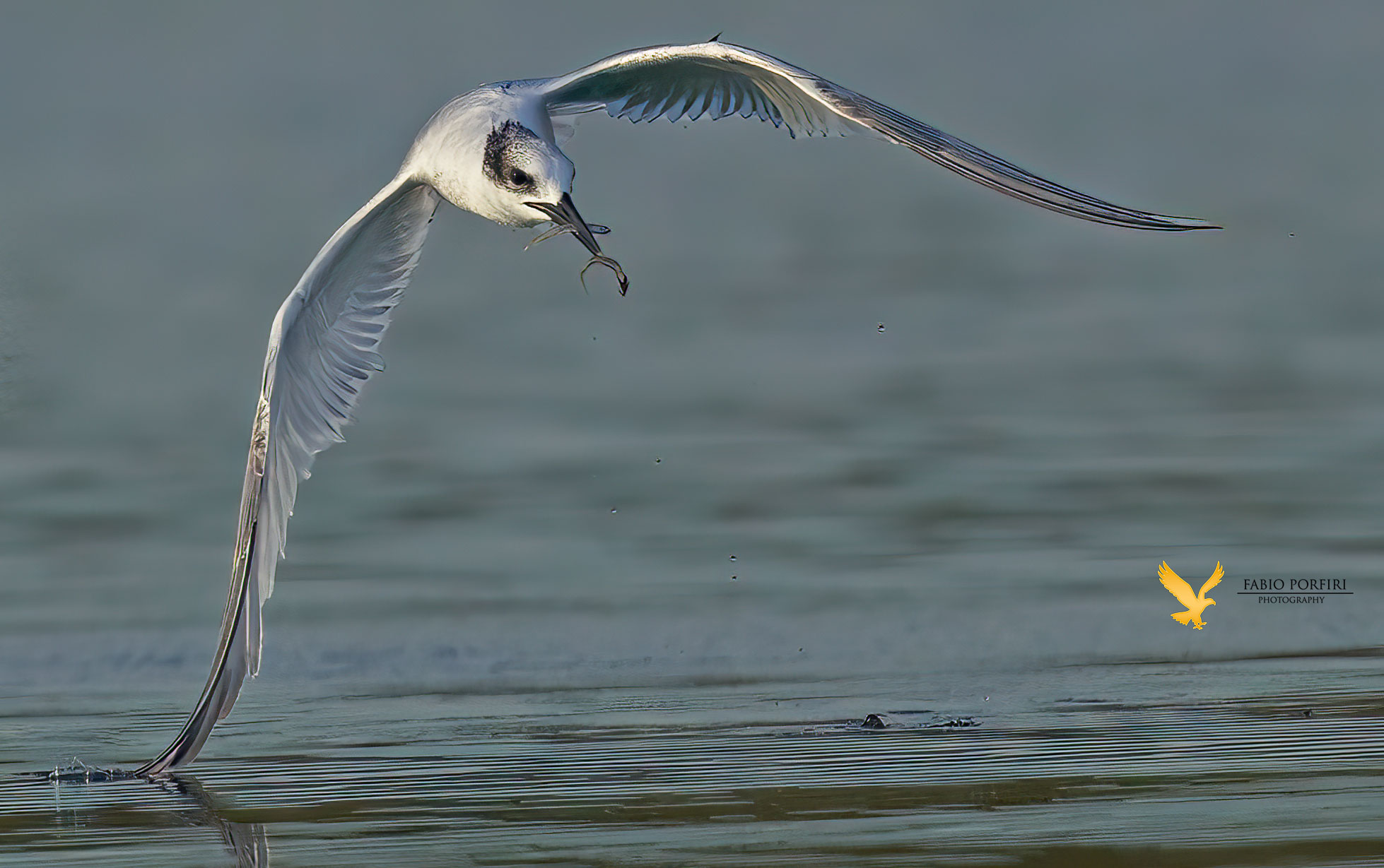 .. maglio 2 beccapesci