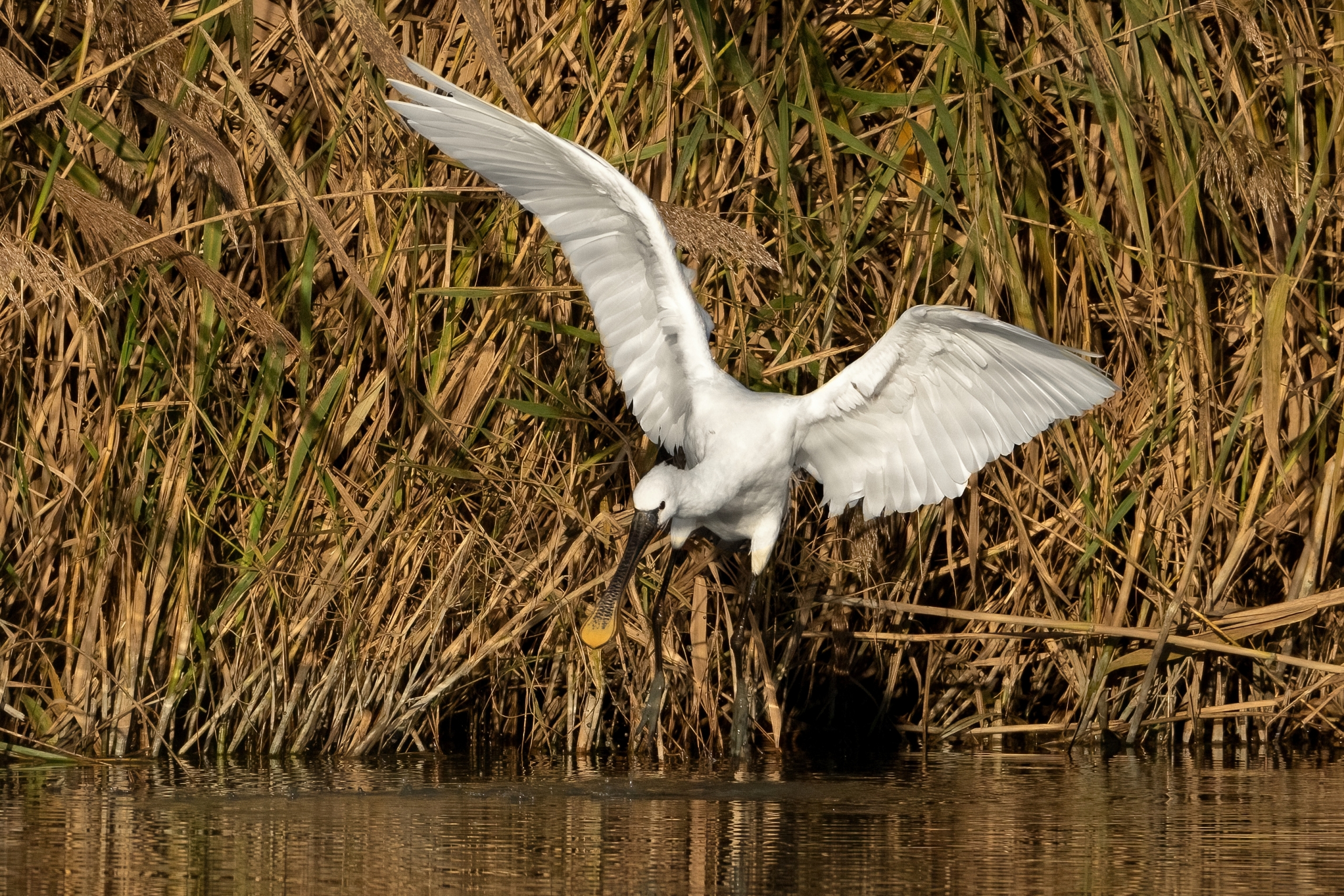 Spatola bianca (Platalea leucorodia)