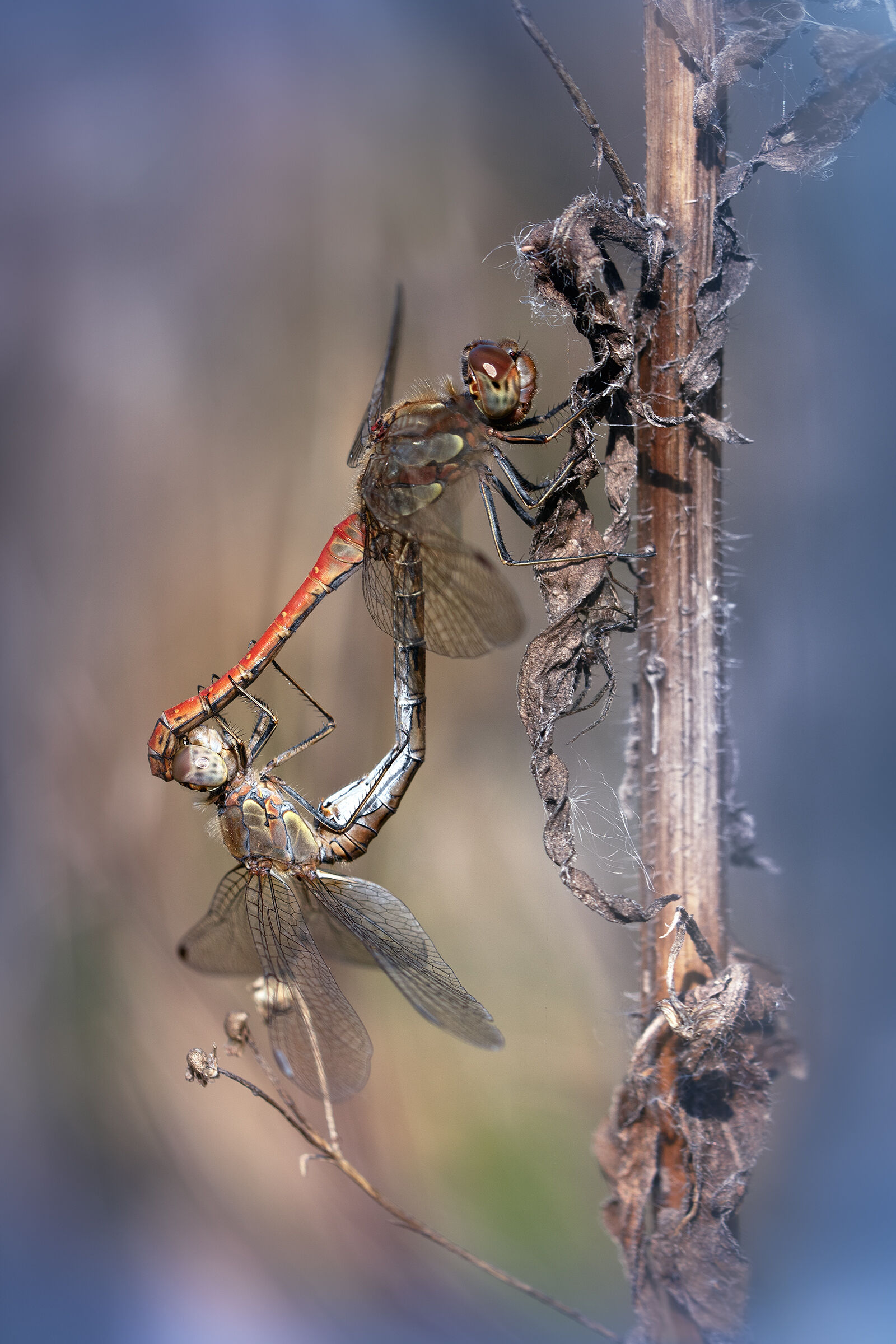 Sympetrum striolatum - mating