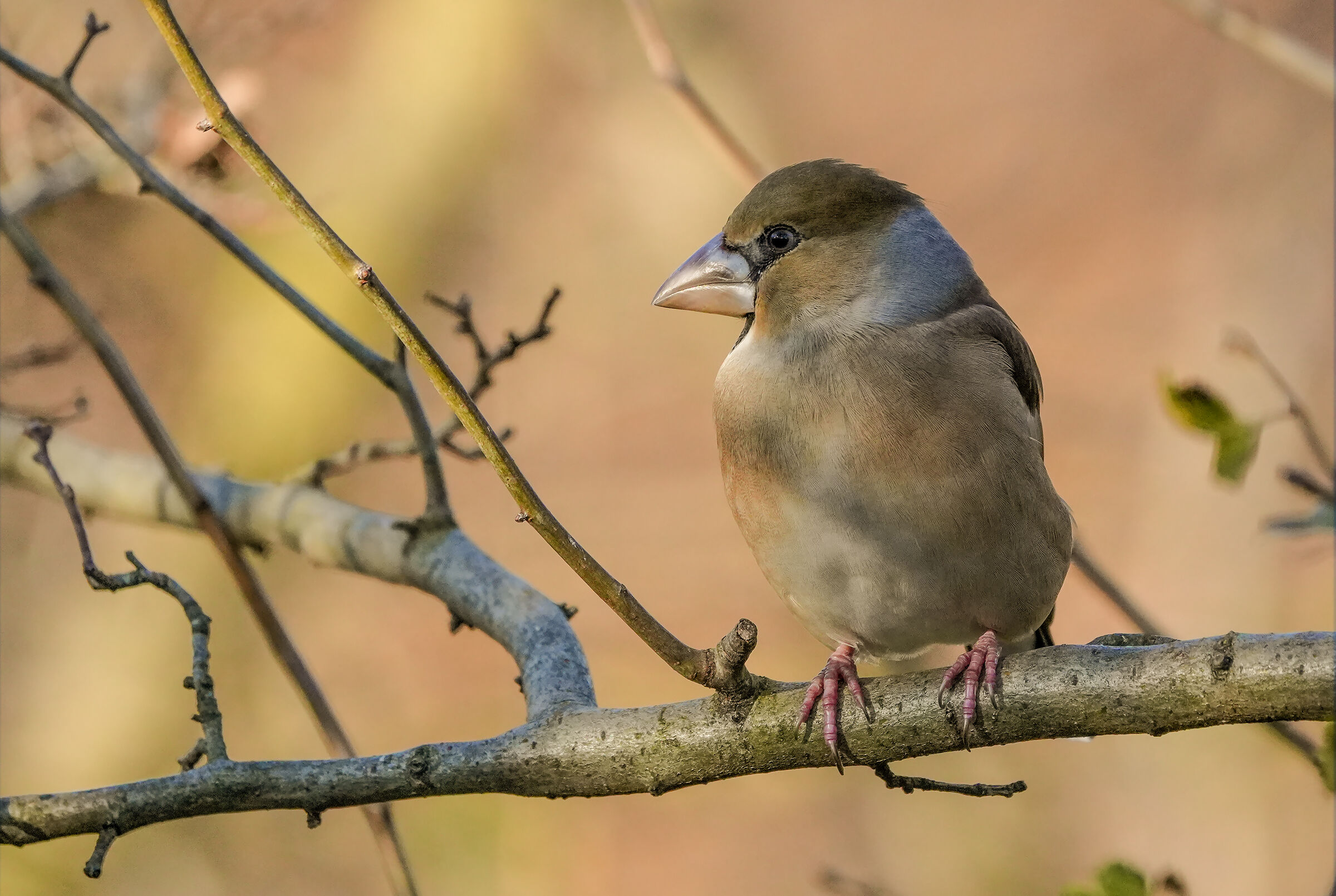 Female Hawfinch