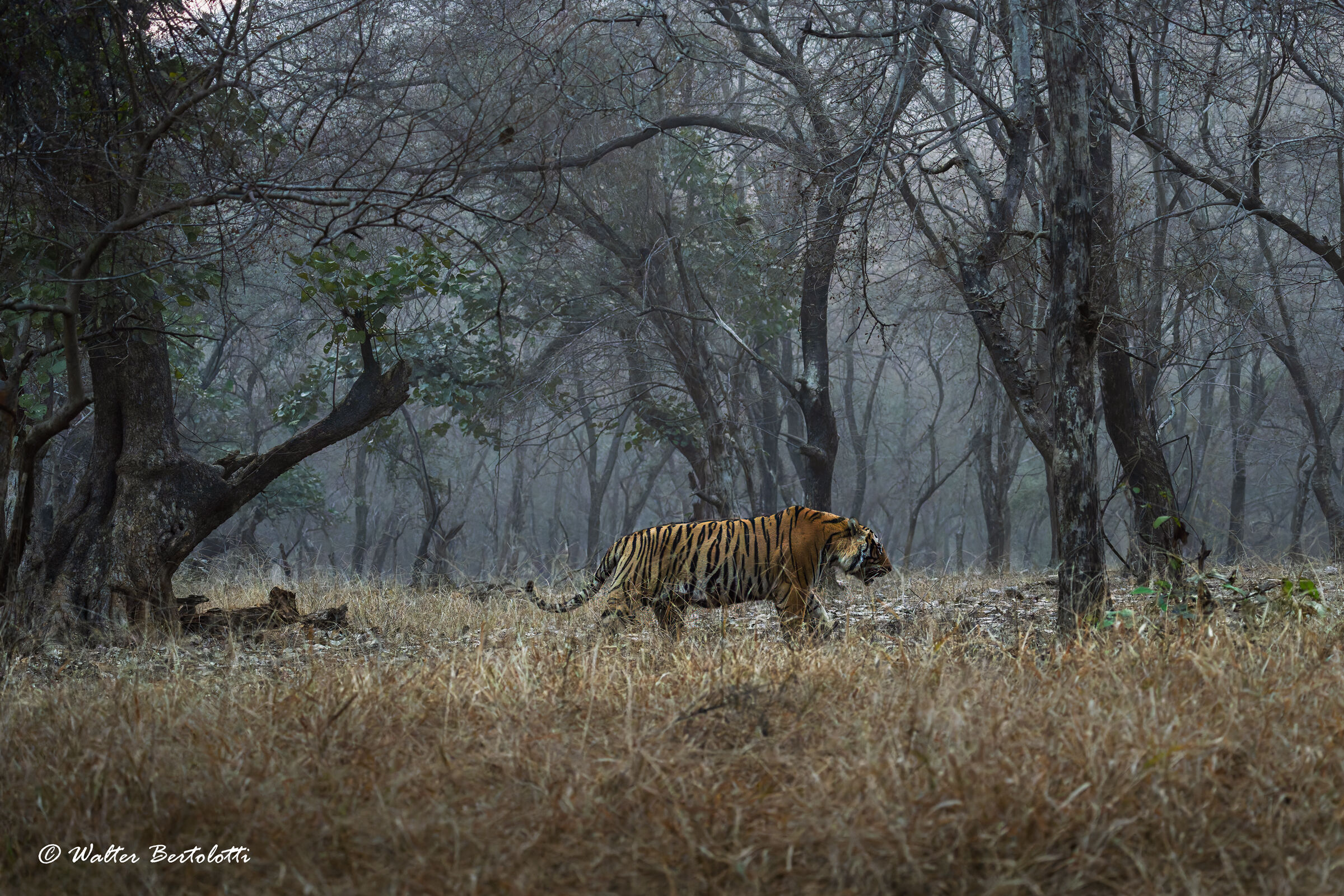 the king of Ranthambore