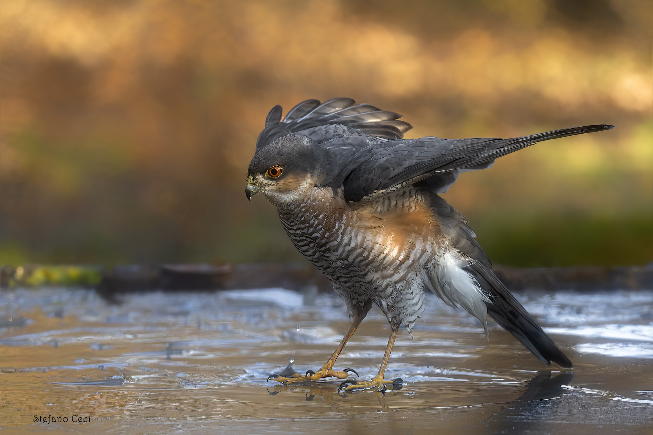 Male Sparrowhawk