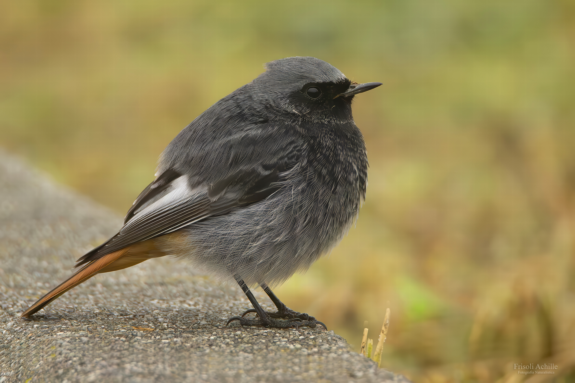 Black redstart