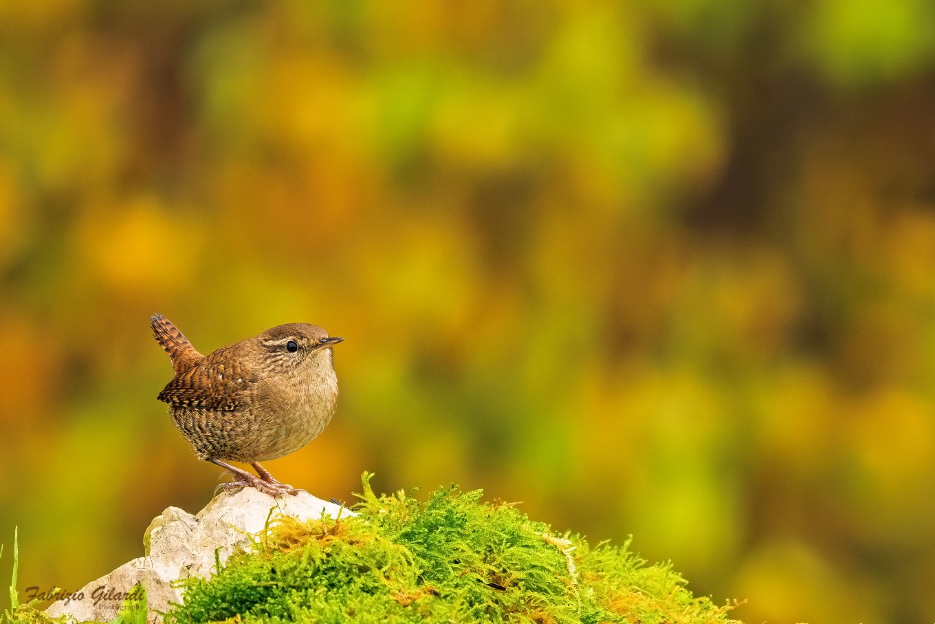 Troglodytes troglodytes (Scricciolo)