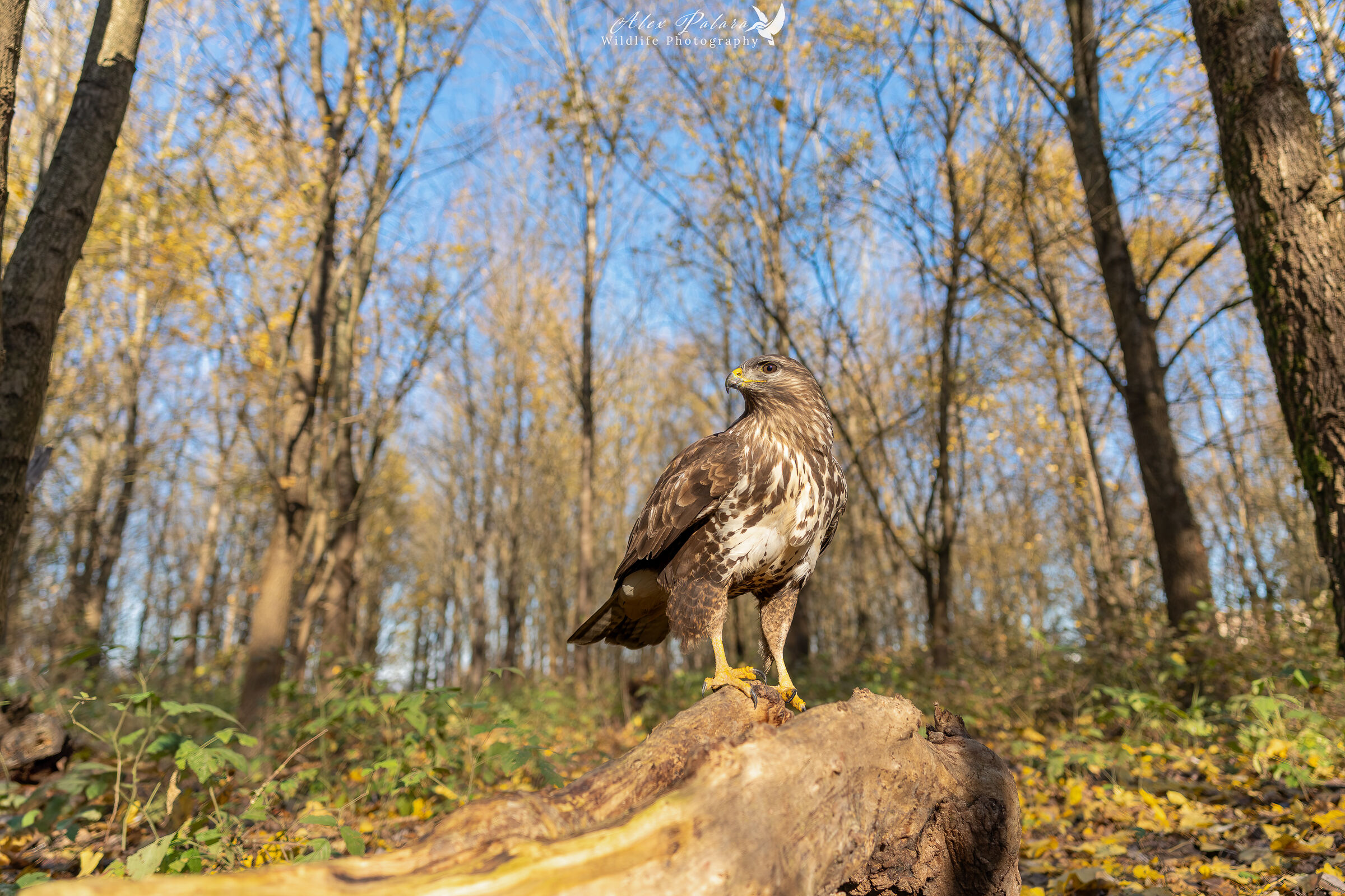 Buzzard to 20 mm