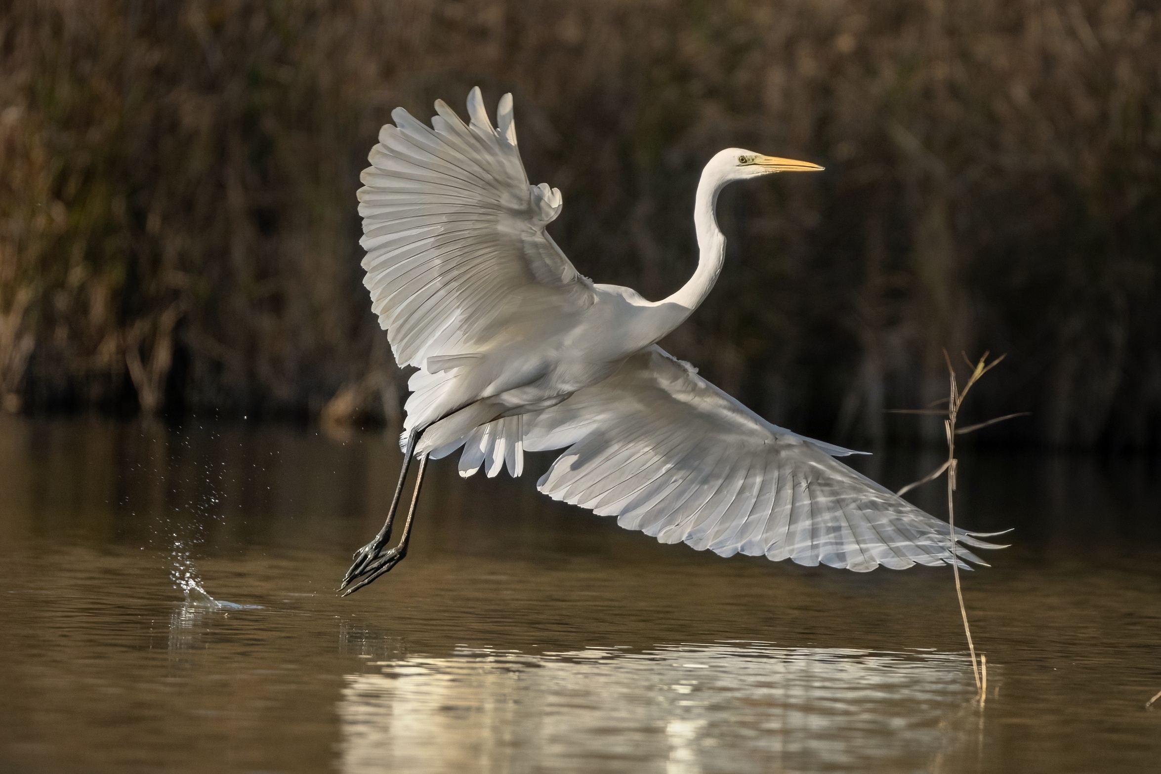 Great Egret (Casmerodius albus)