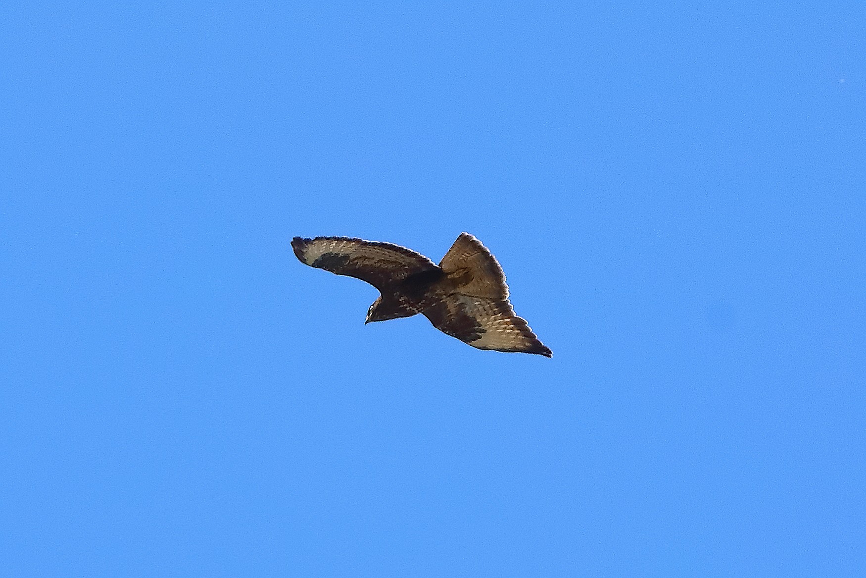 Poiana 02 giugno 2024 - 0017