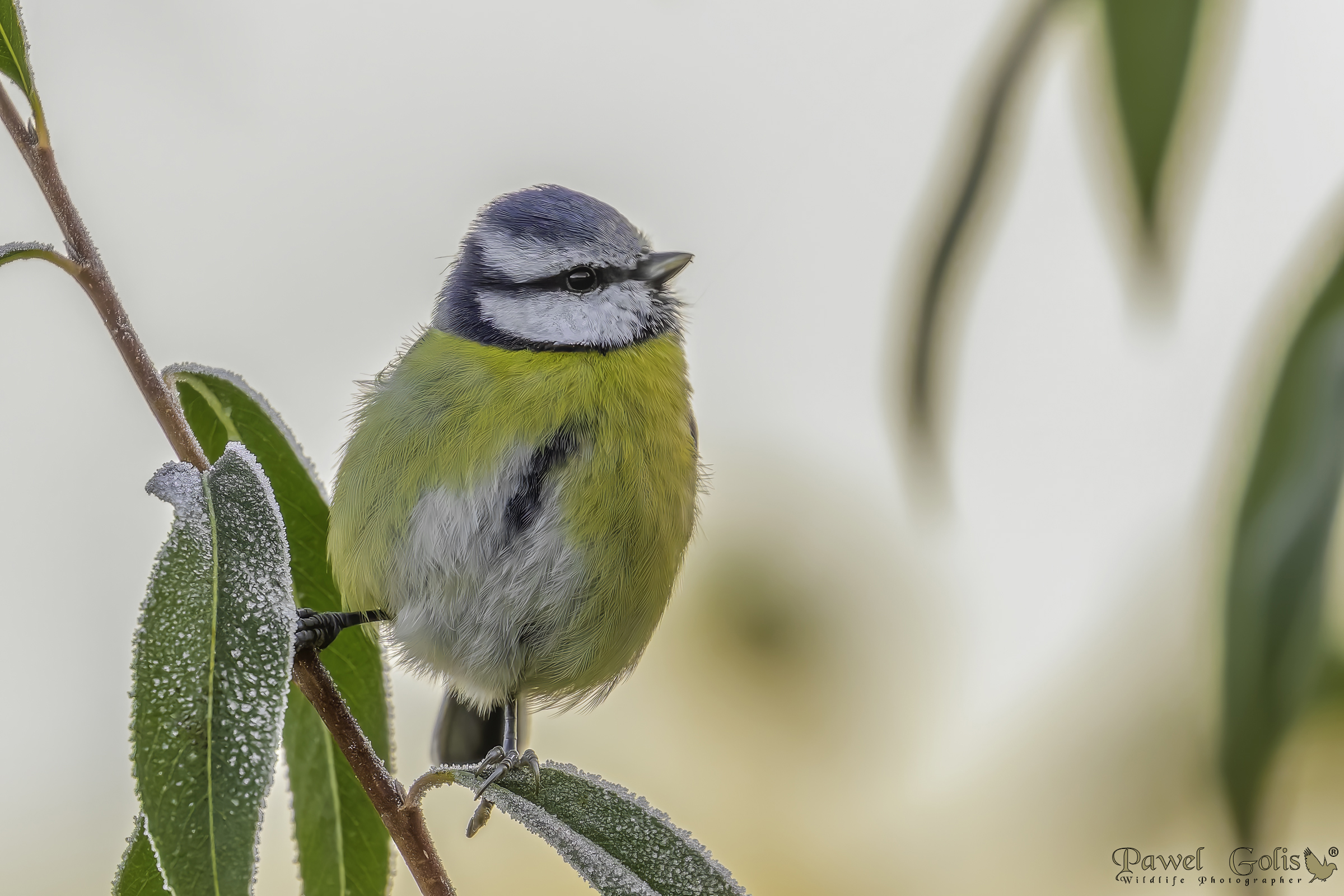 Cincia azzurra (Cyanistes caeruleus)