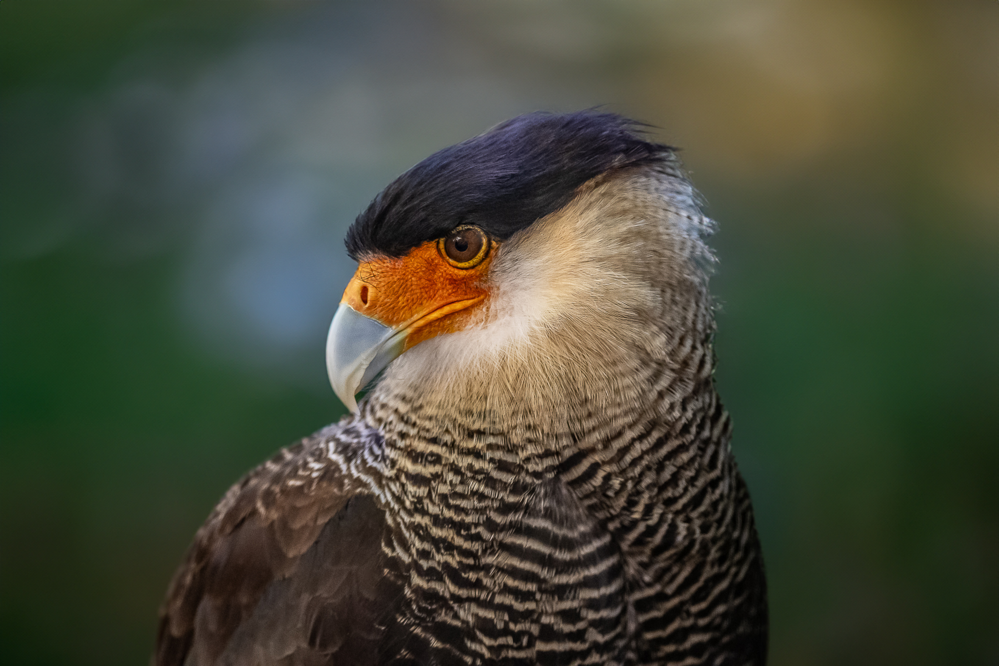 Caracara crestato