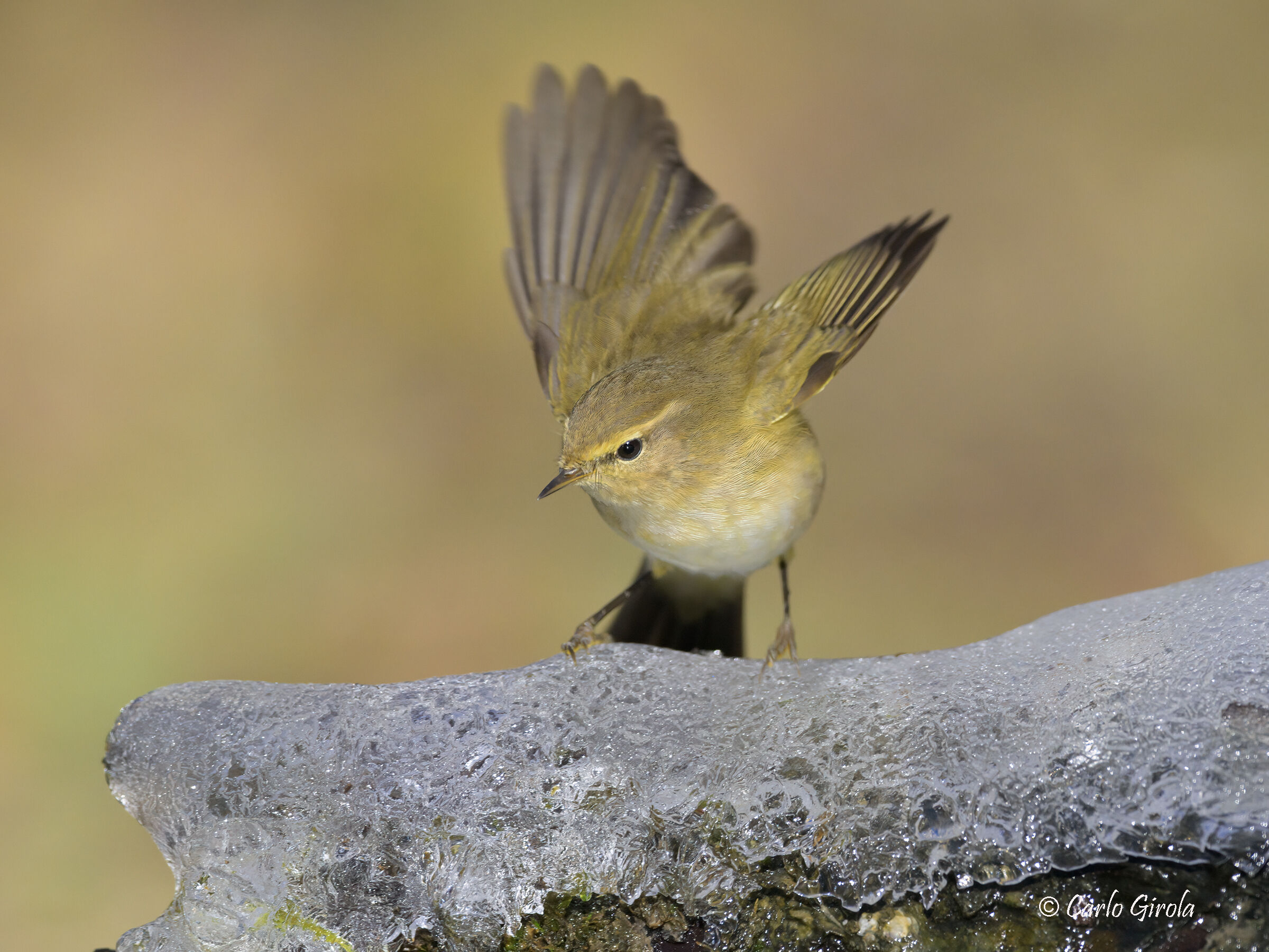 Little warbler (Phylloscopus collybita)