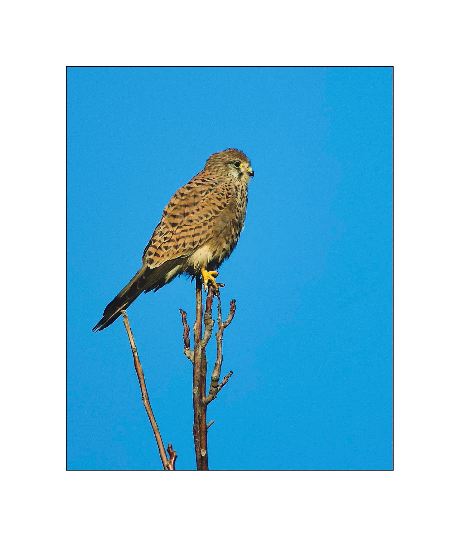 The Kestrel