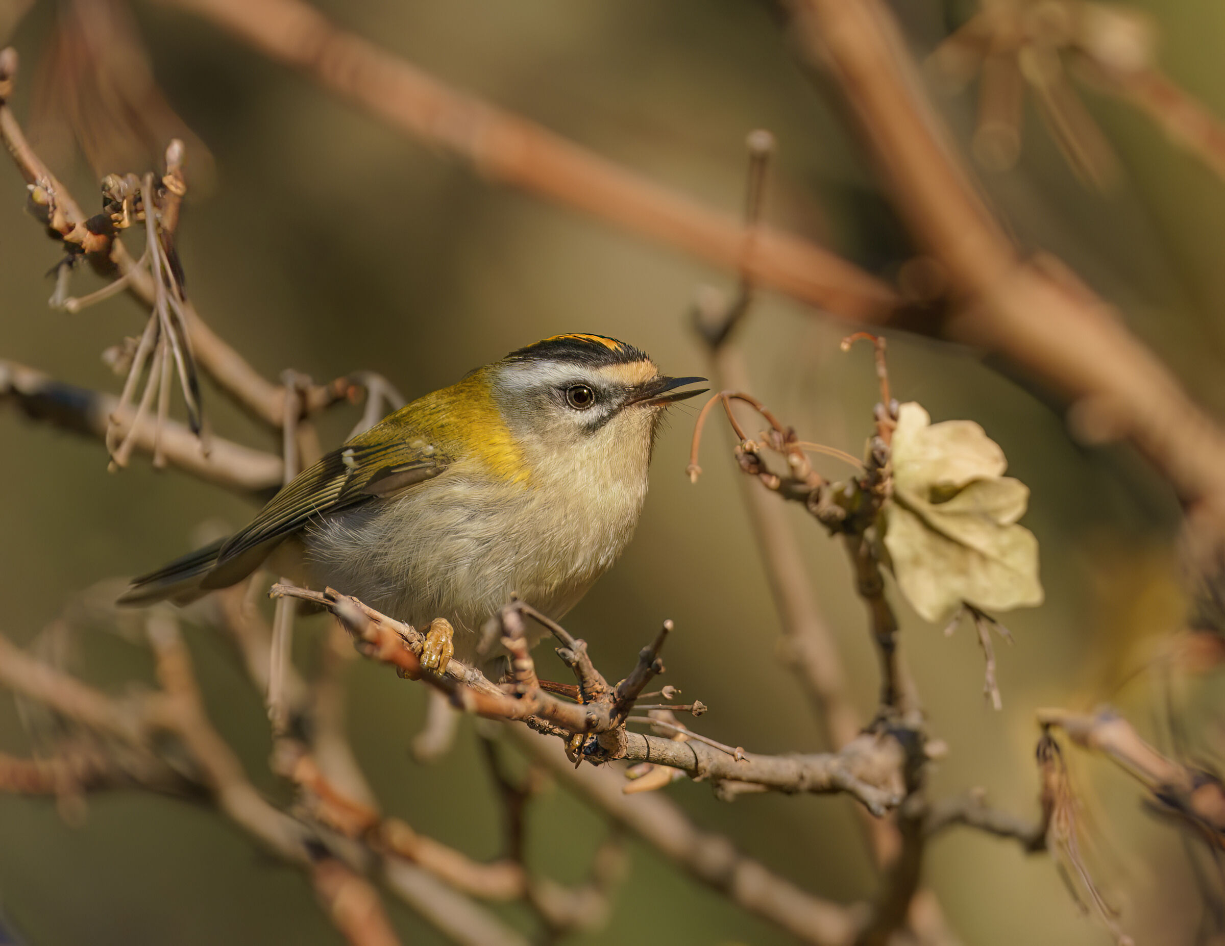Firecrest