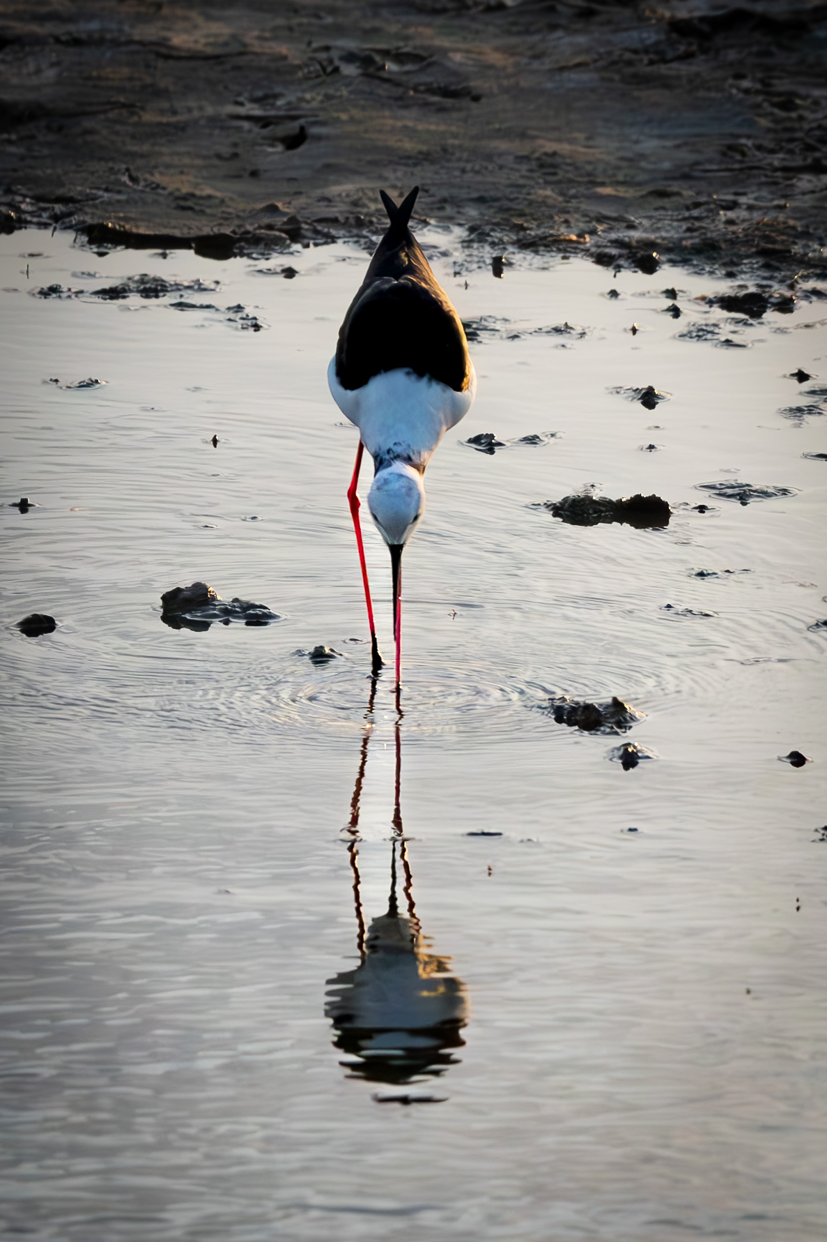 Black-winged Stilt
