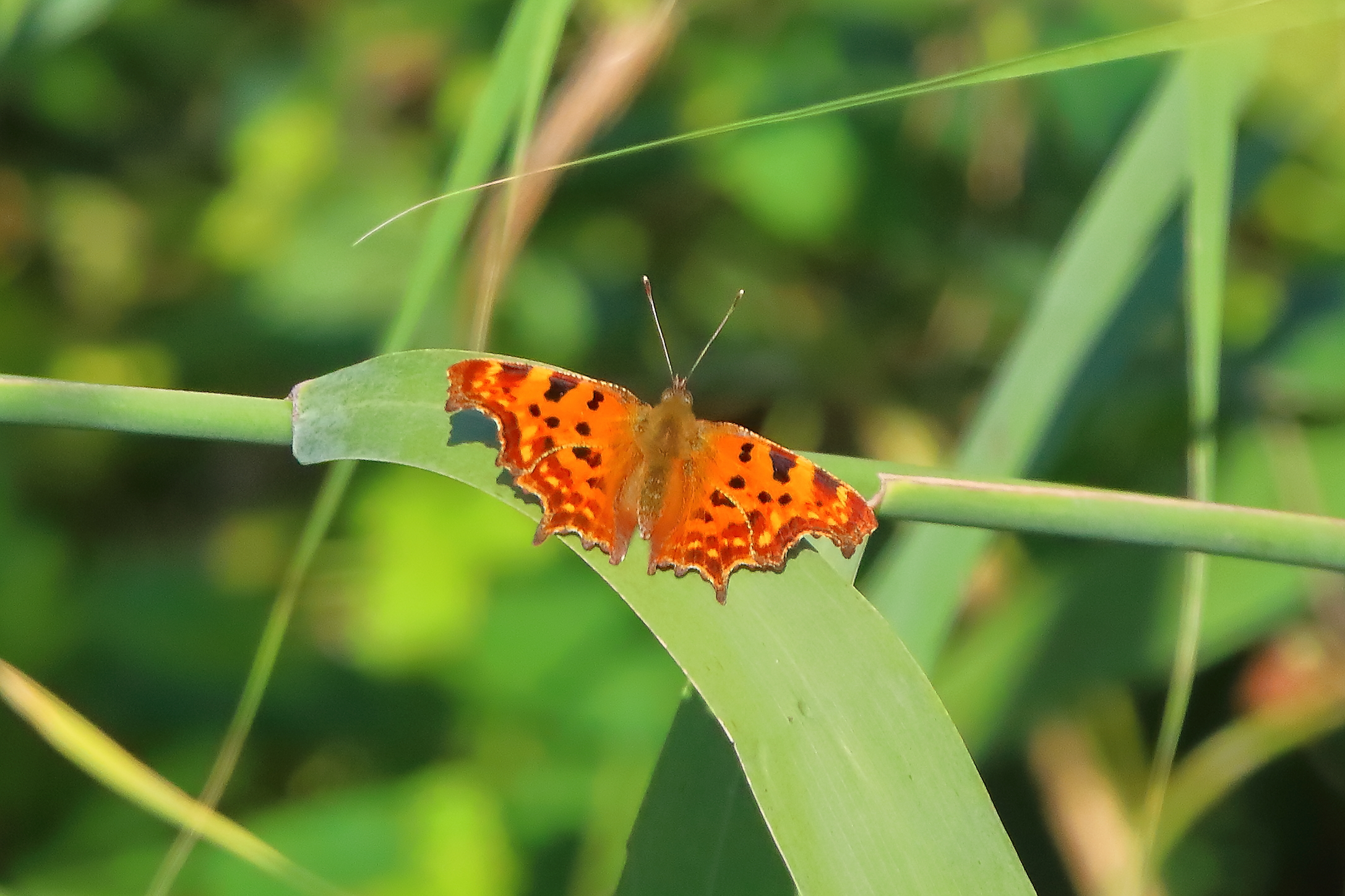 Polygonia 05 ottobre 2024 - 0053