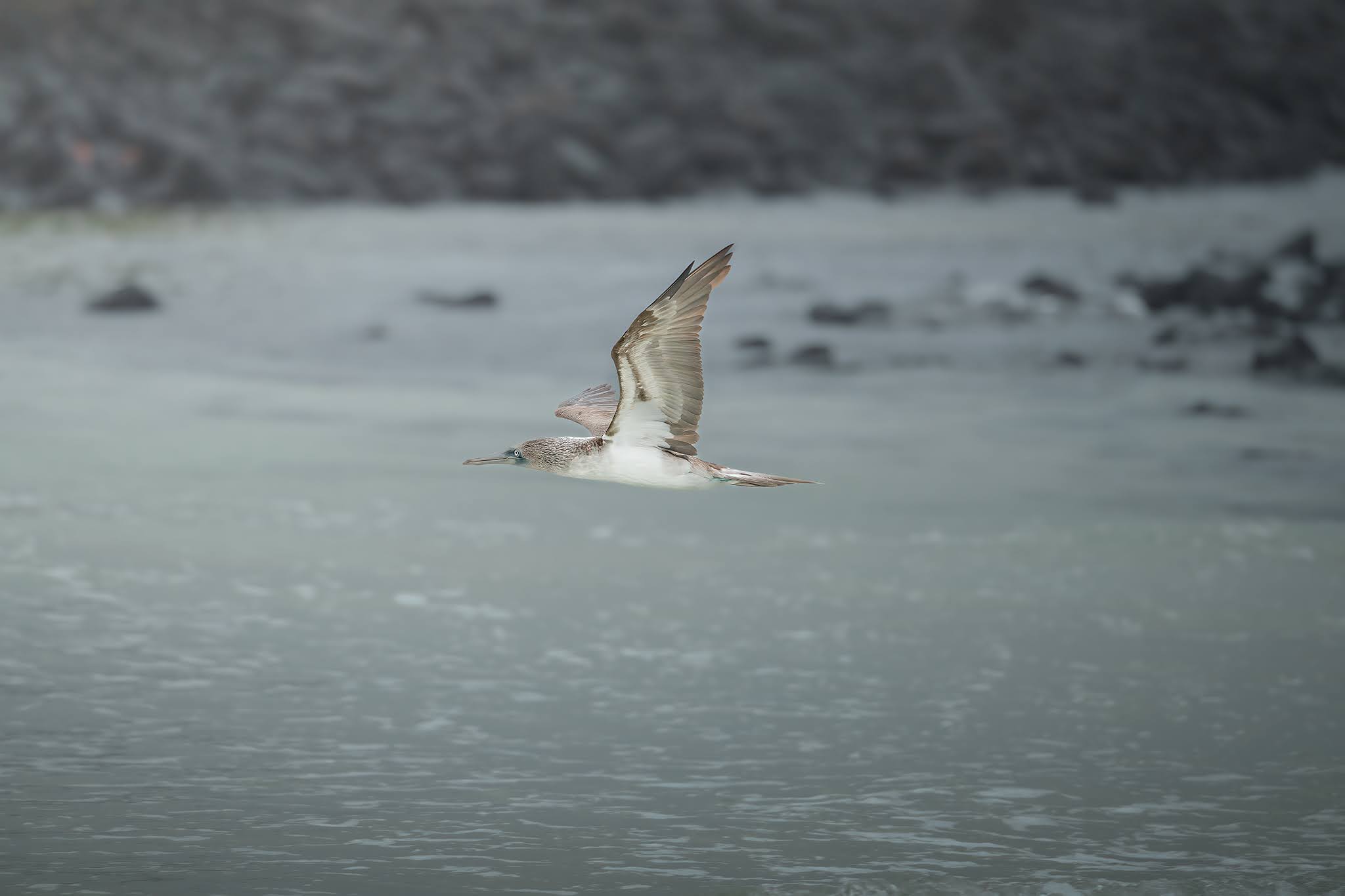 The flight of the Sula...