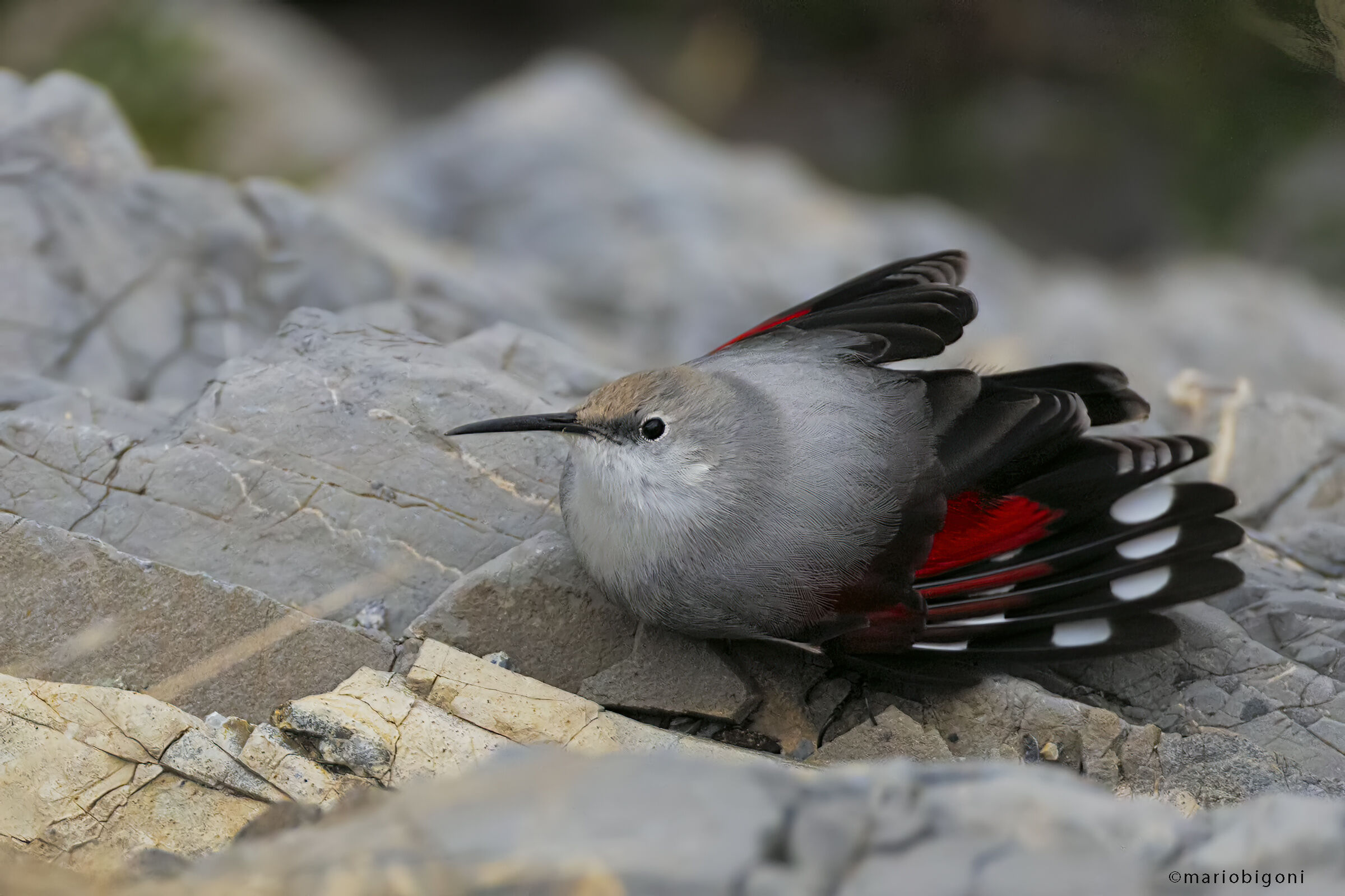 Wallcreeper