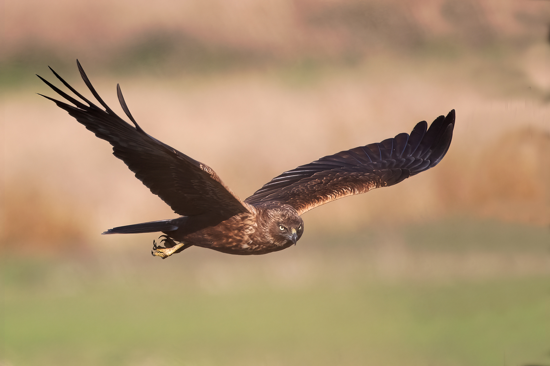 Marsh Harrier