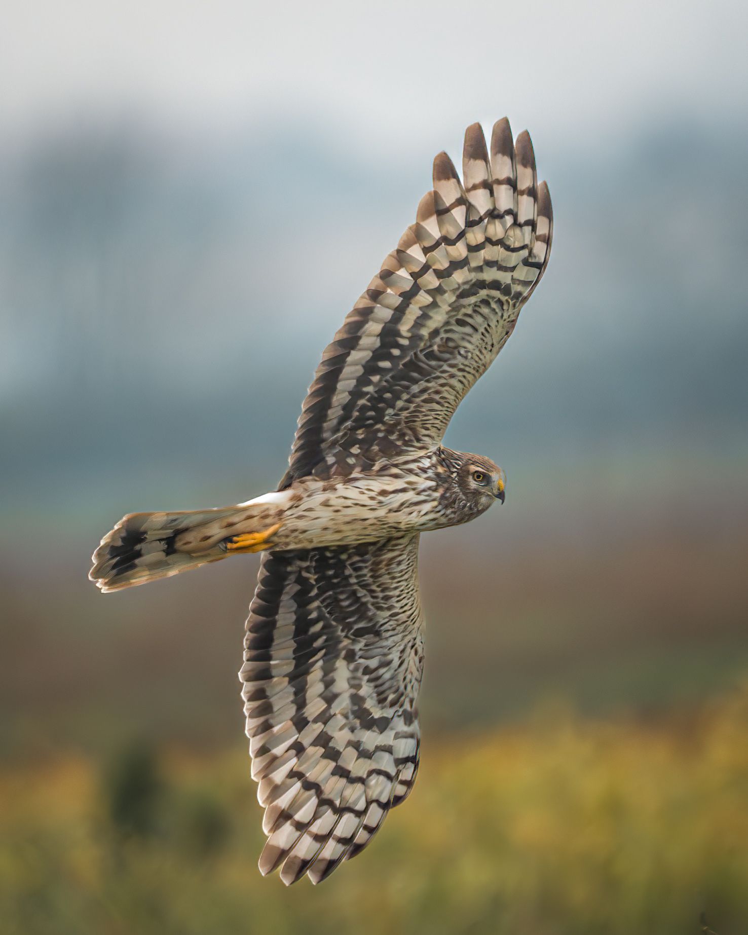 Hen Harrier female