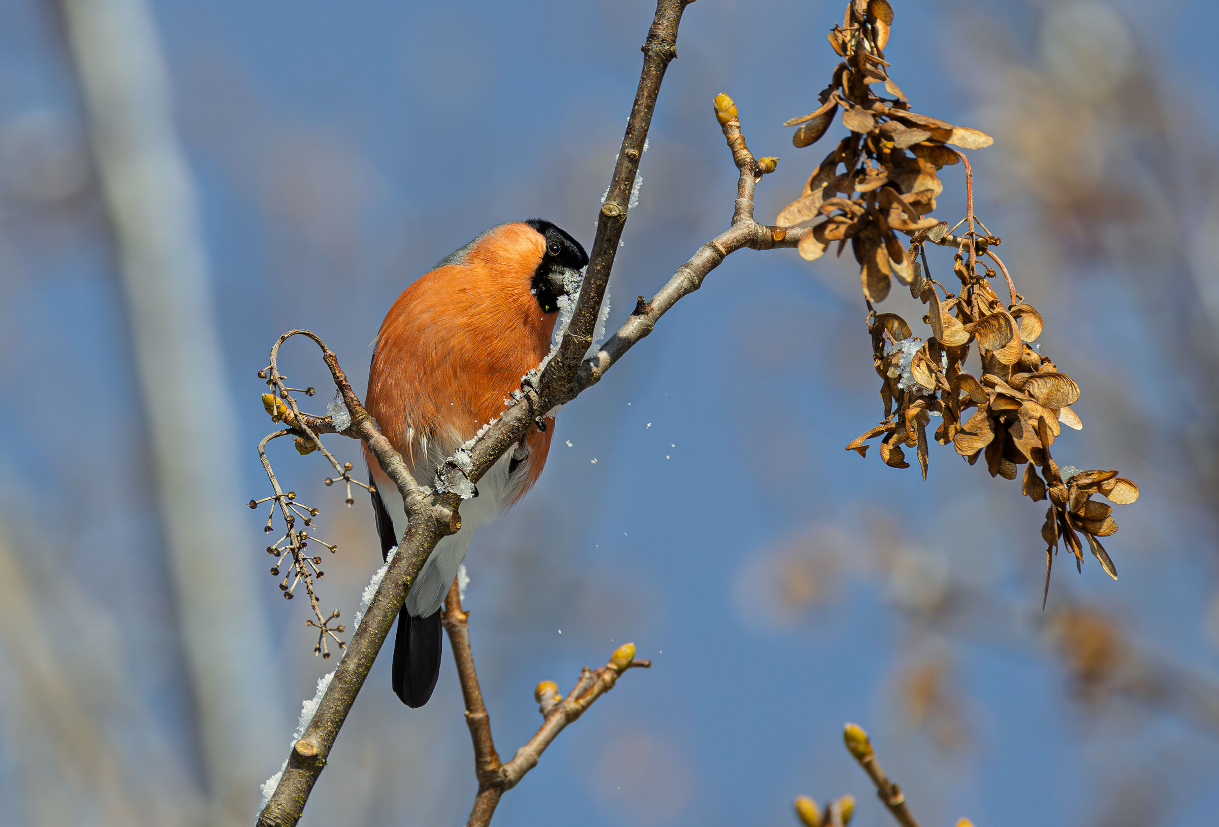 Another round other gift Bullfinch Male