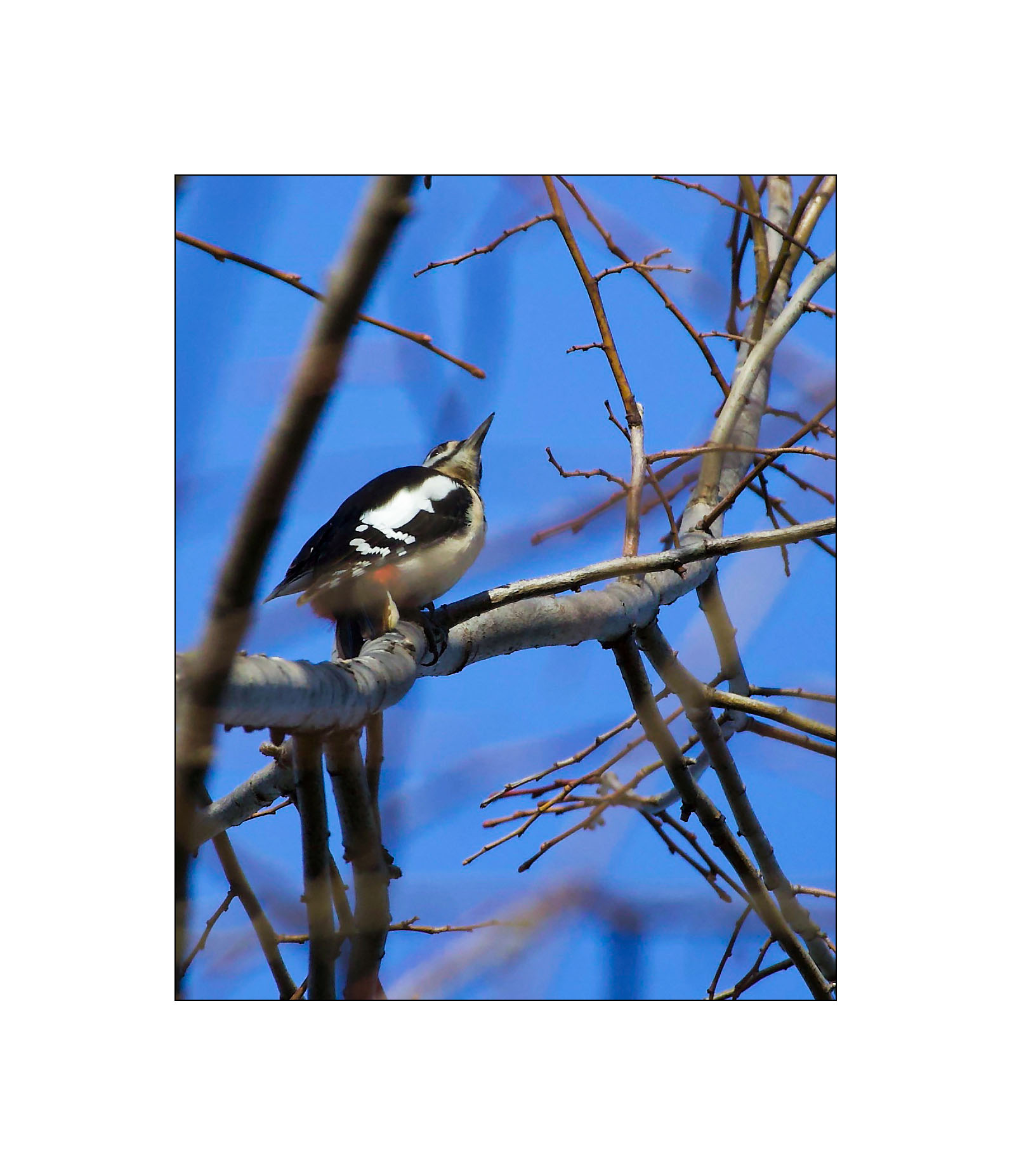 Suddenly... the Woodpecker