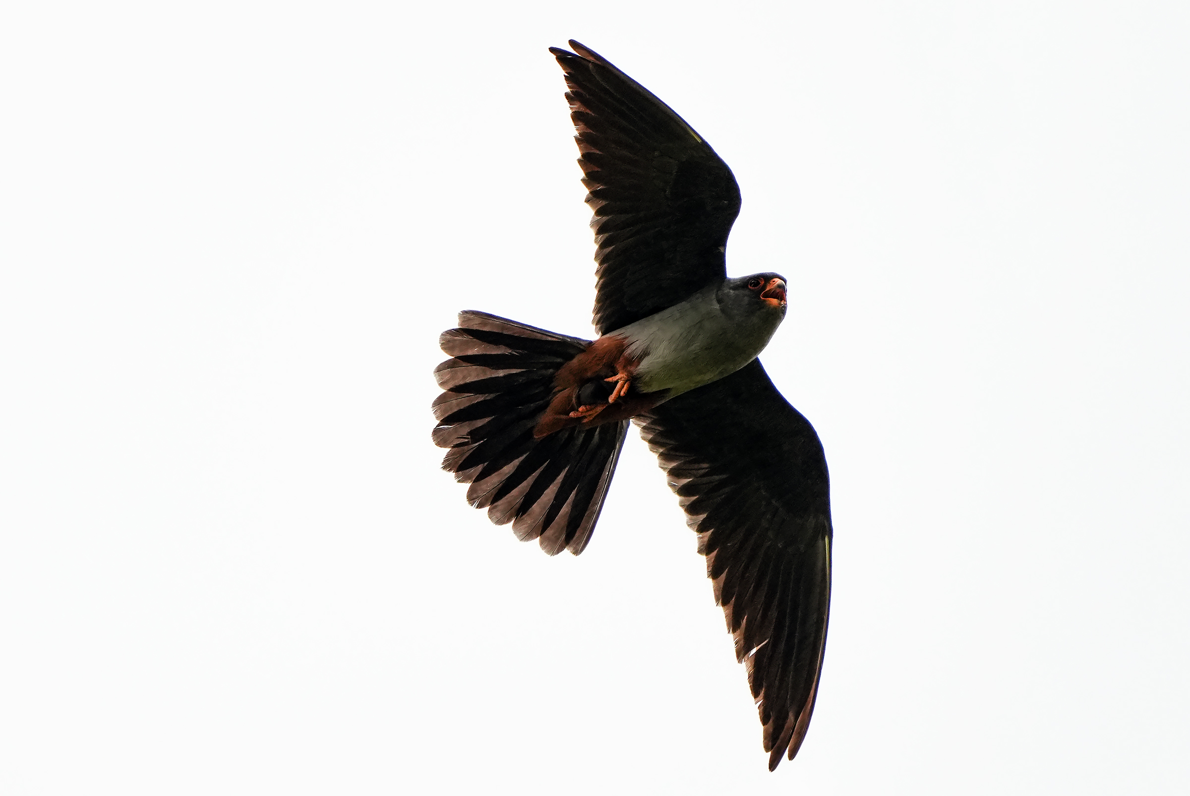 Cuckoo falcon with prey