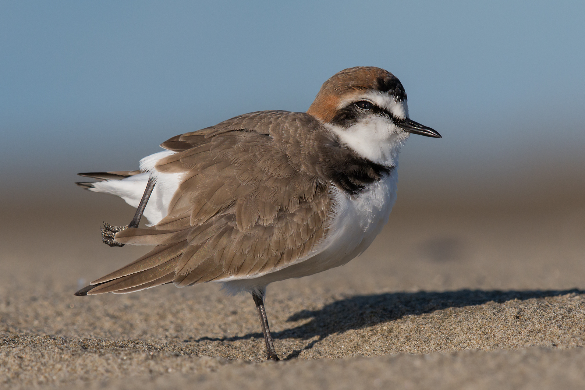 Kentish plover