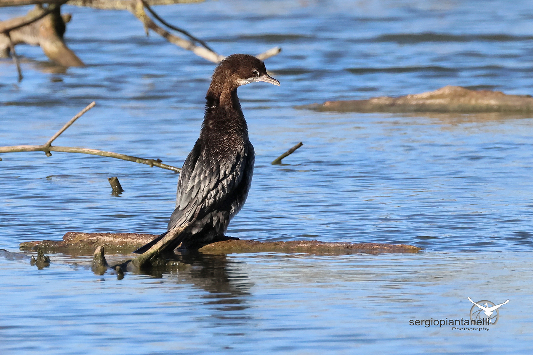 Cormorant