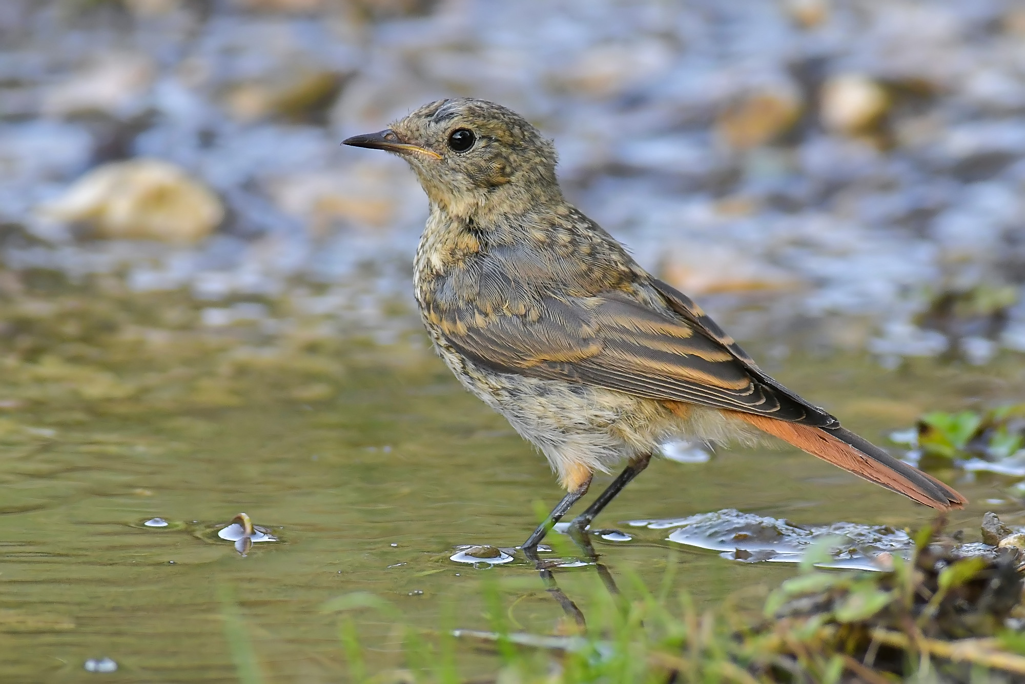 Young Redstart