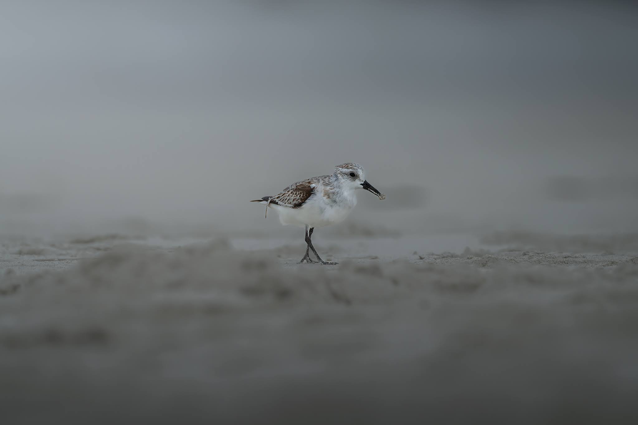 Curlew sandpiper