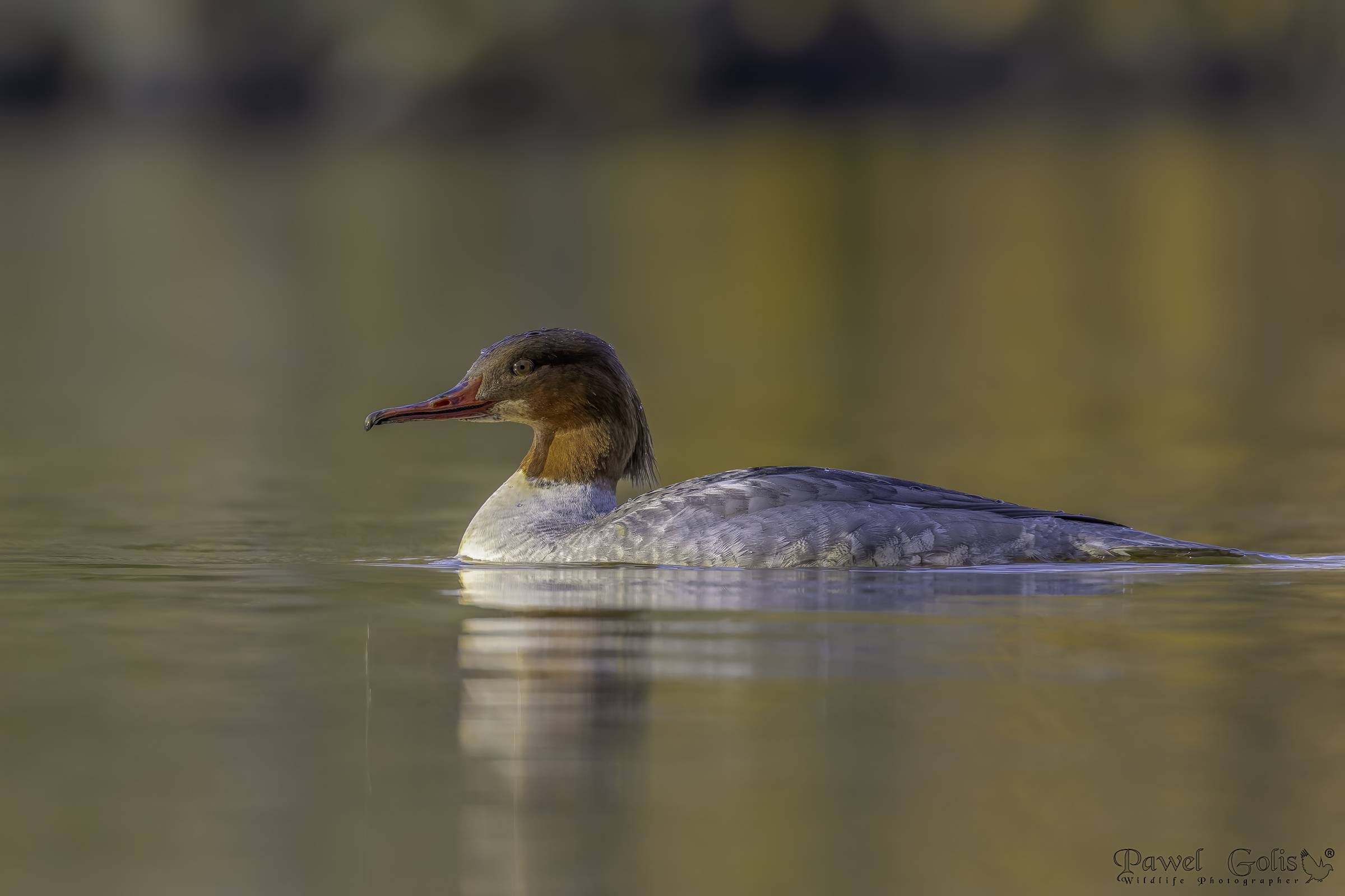 Mergus merganser (Smergo comune)