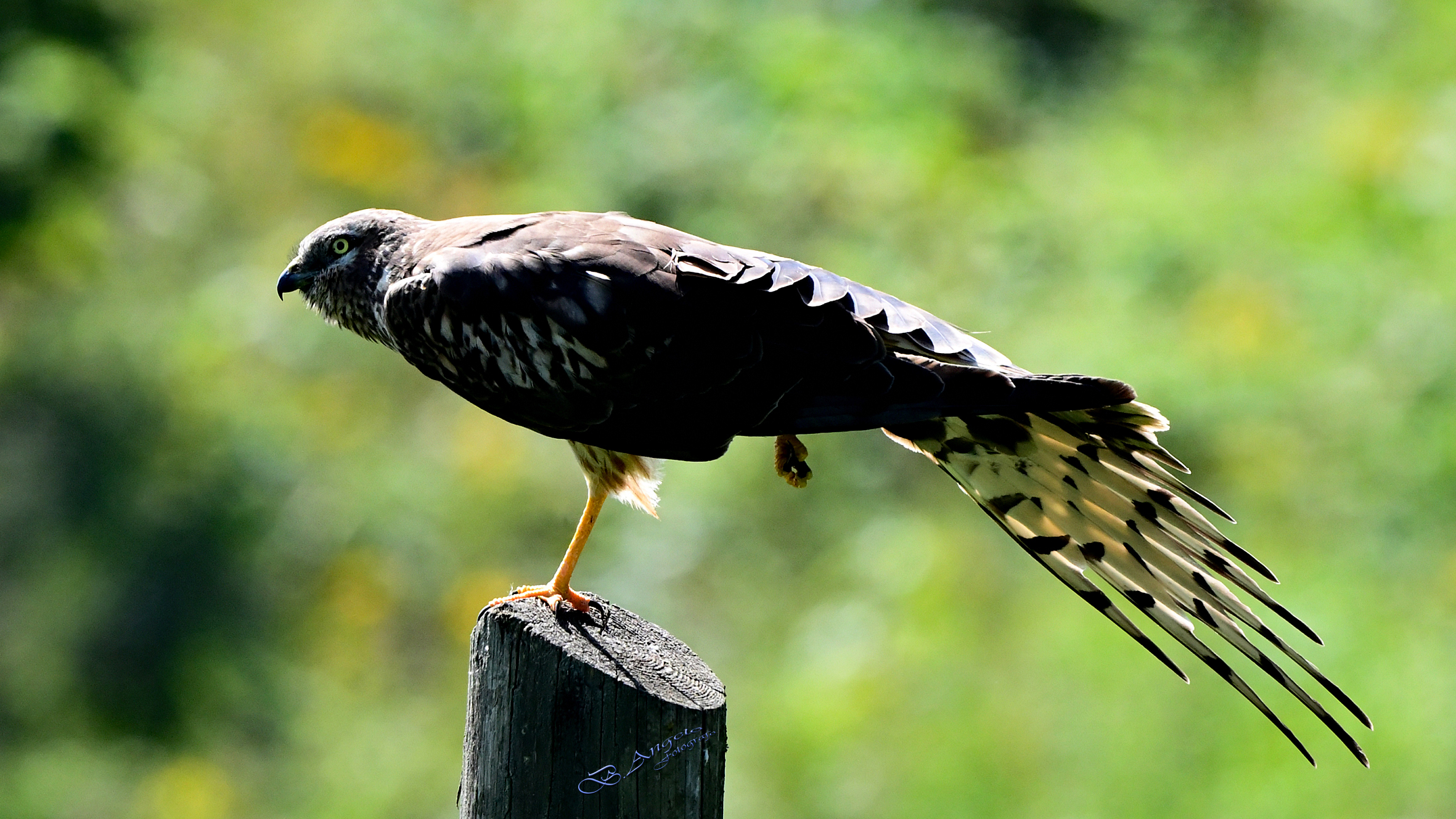 " Stiratina " Albanella minore (f)  2024