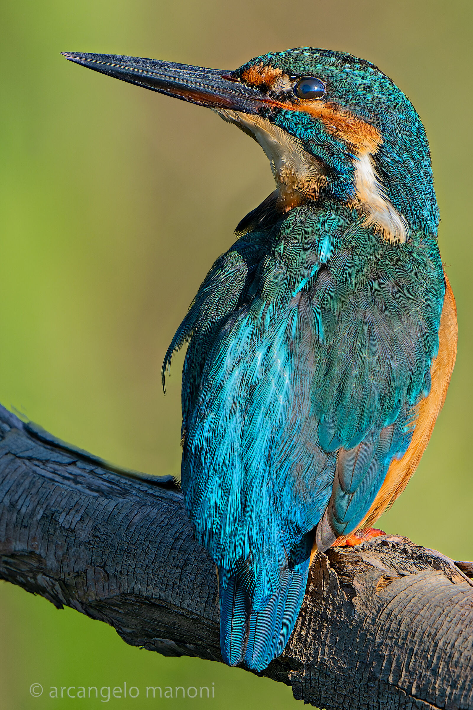 Alcedo atthis