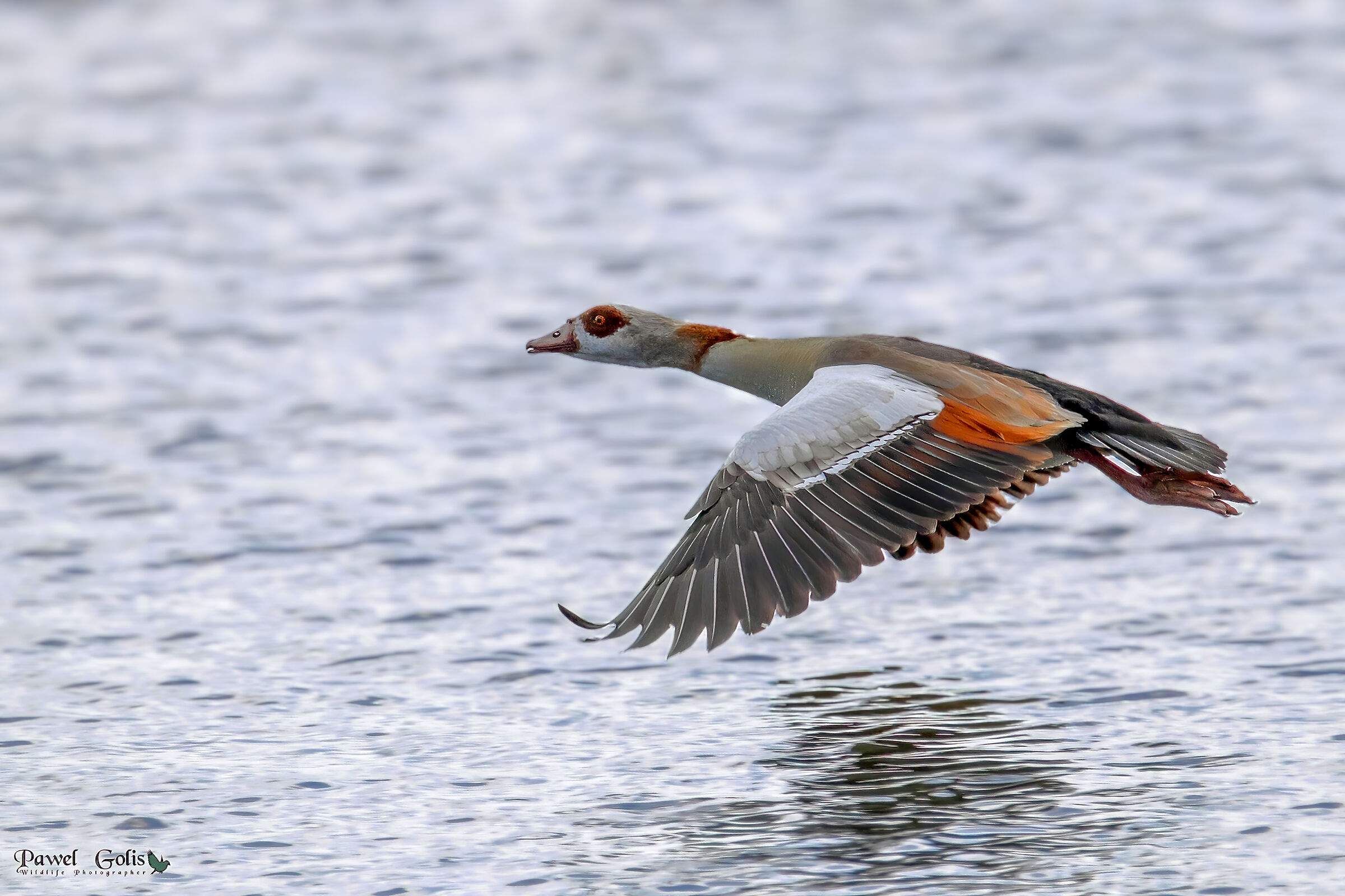 L'oca egiziana (Alopochen aegyptiaca)
