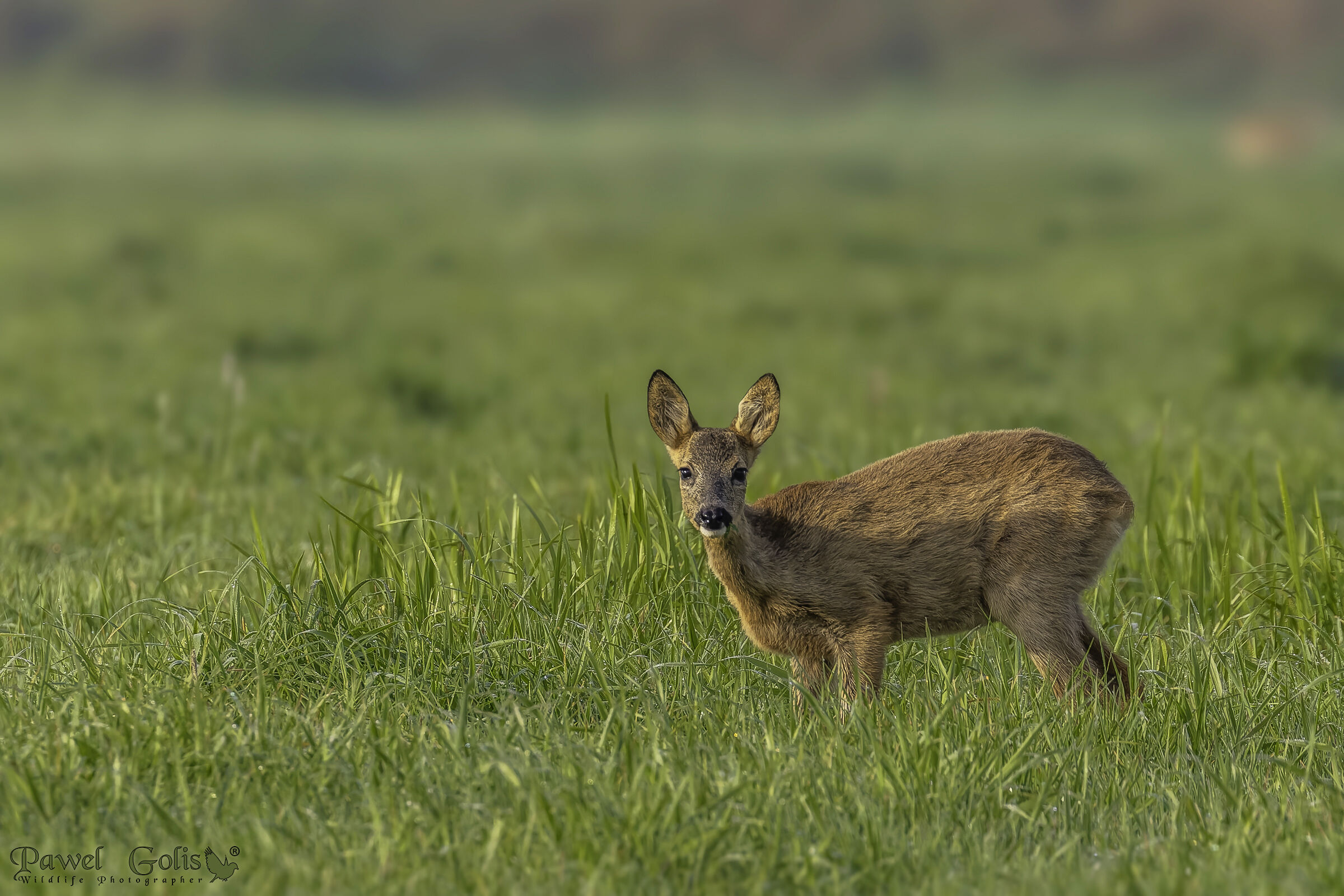 Capriolo (Capreolus capreolus)
