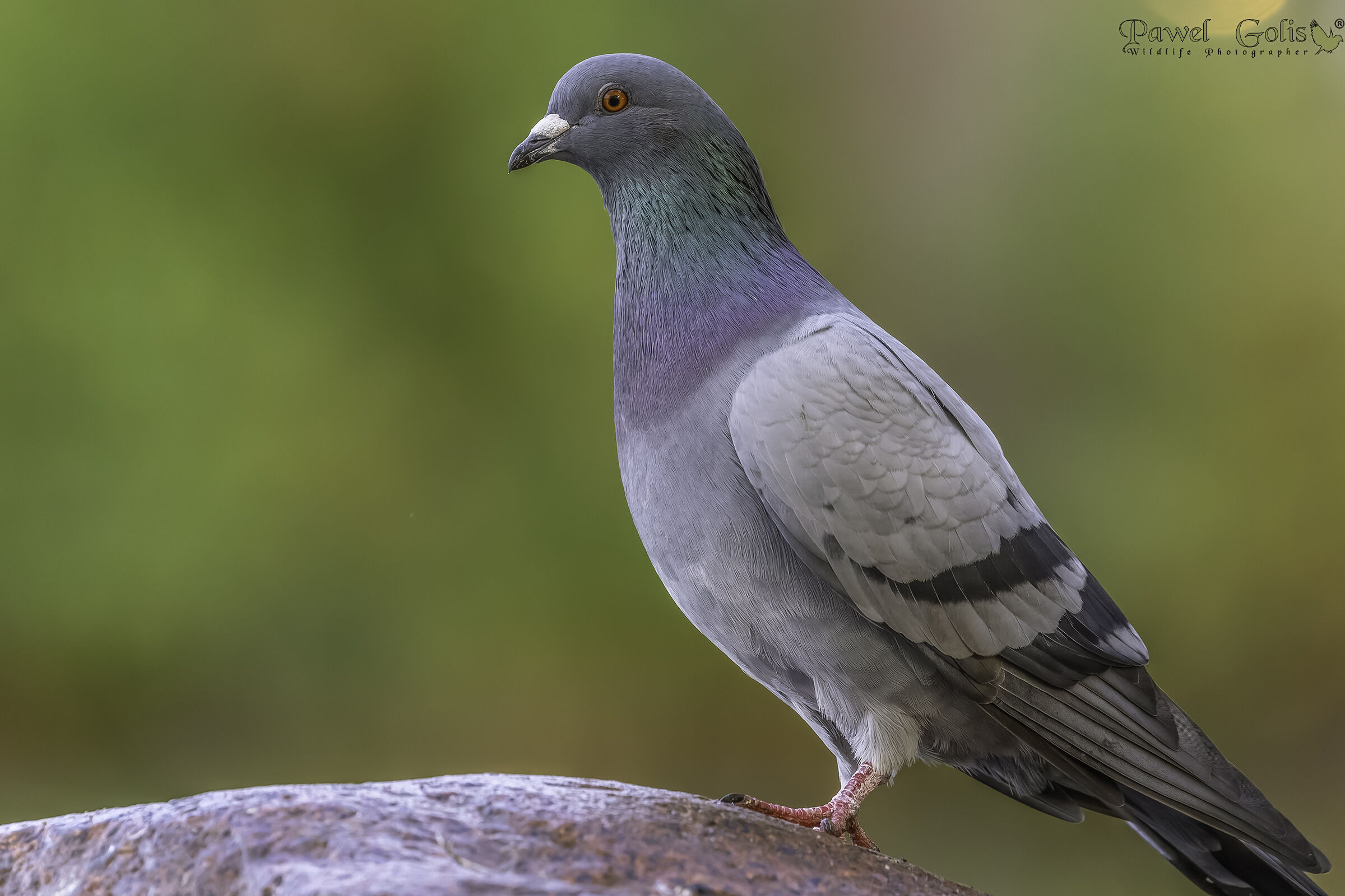 Piccioni selvatici (Columba livia domestica)
