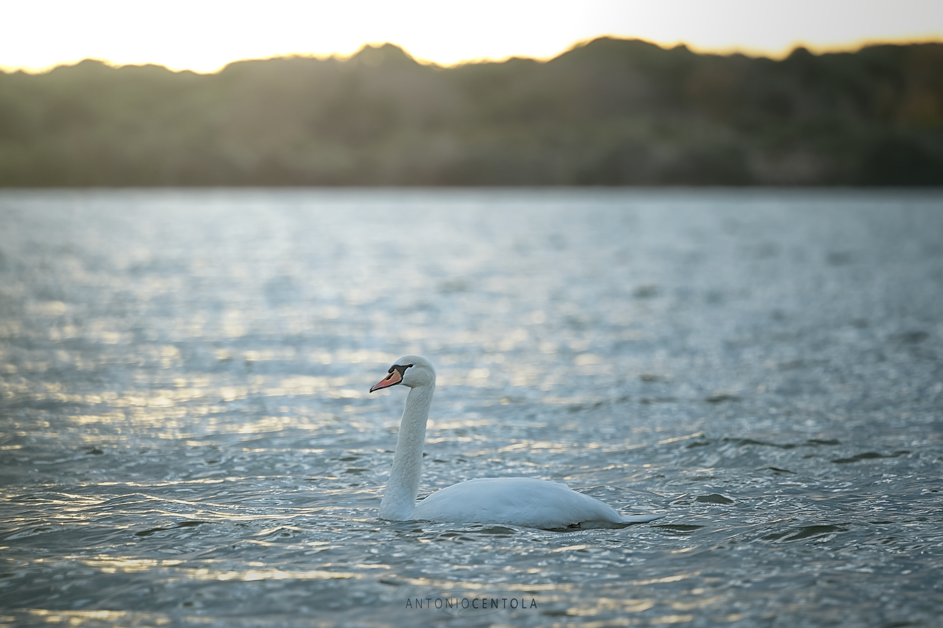 Lone Swan