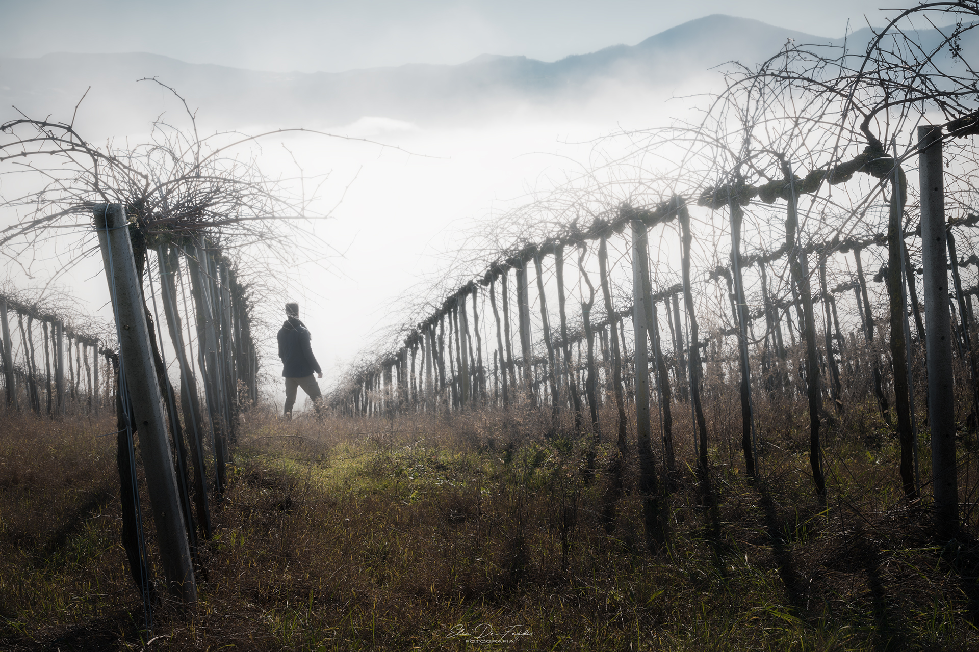 Vigneti Piacentini immersi nella nebbia