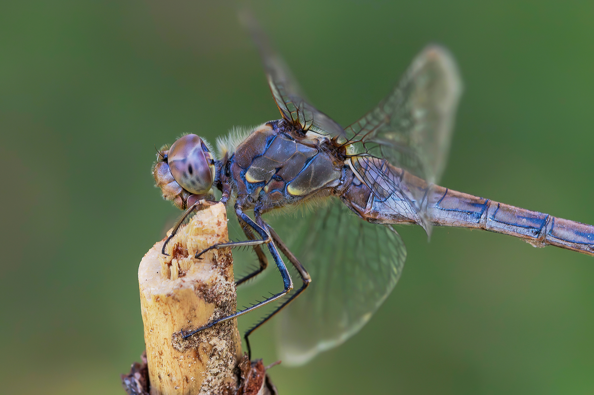 Sympetrum striolatum (femmina)