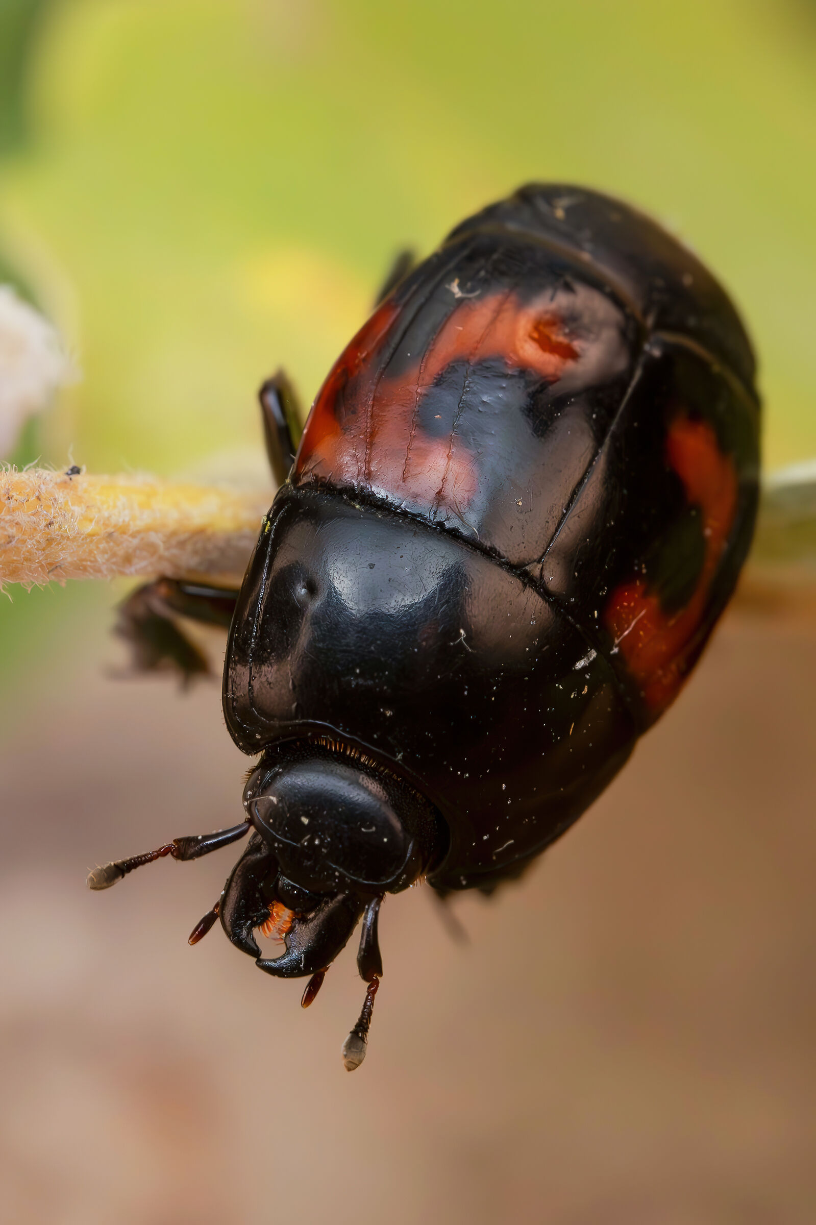 Hister quadrimaculatus