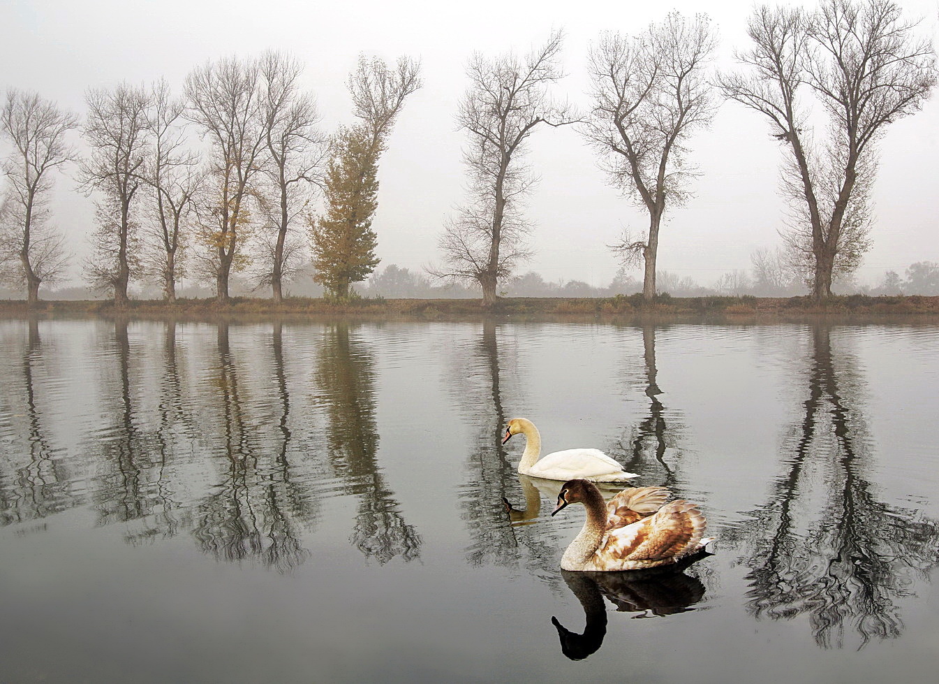 foggy morning on the lake