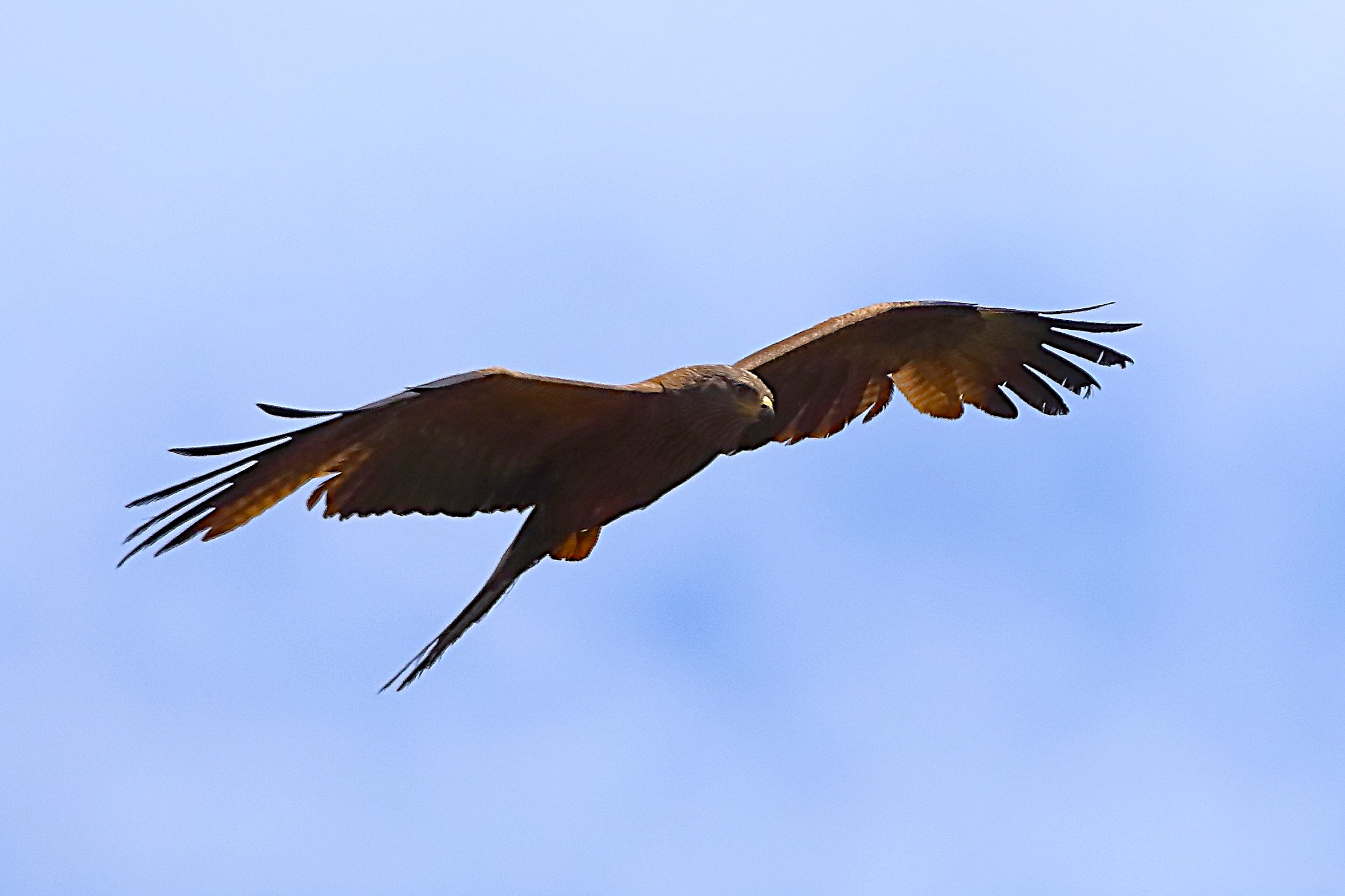 Nibbio bruno 02 giugno 2024 - 0107