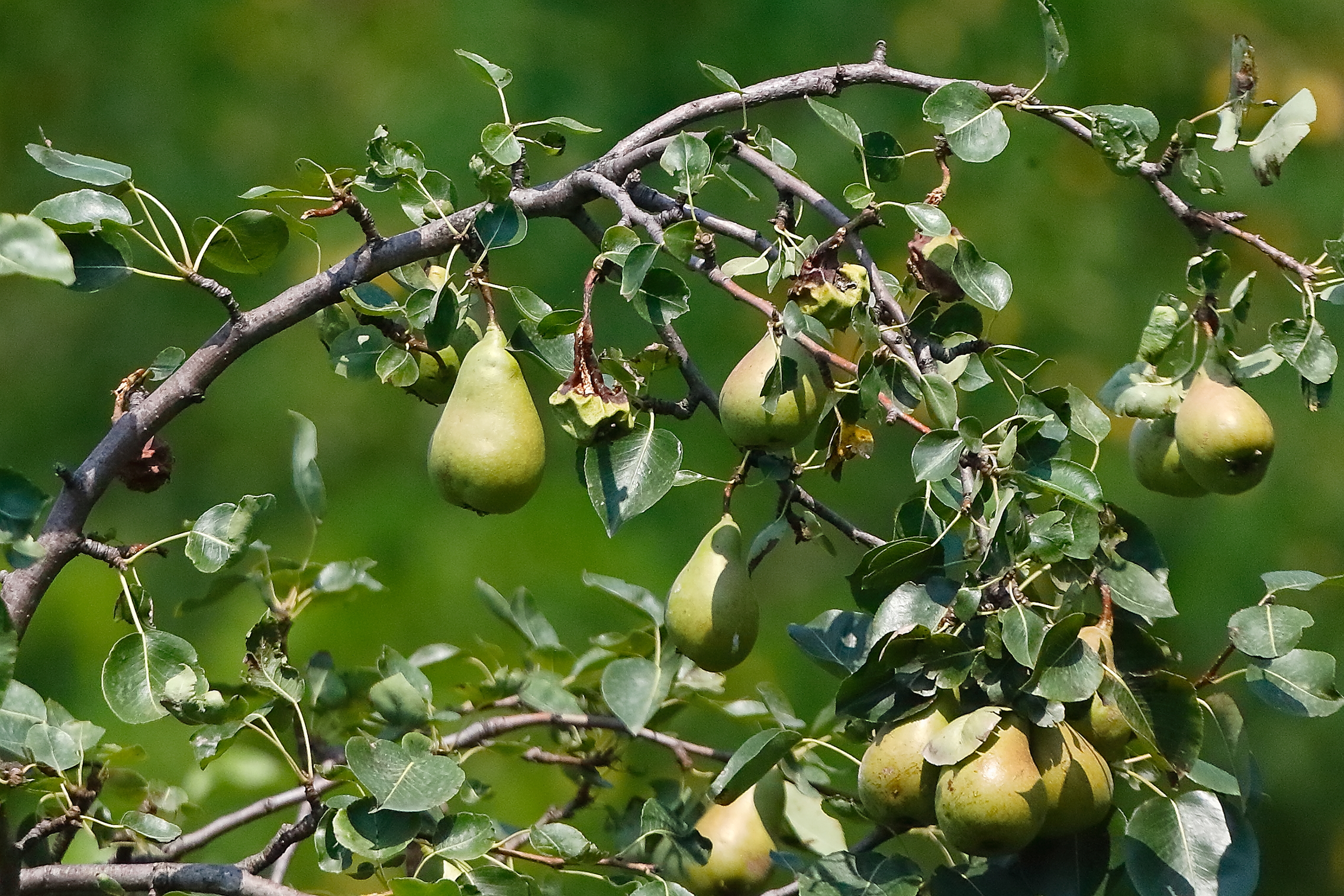 Pere 18 luglio 2024 - 0010