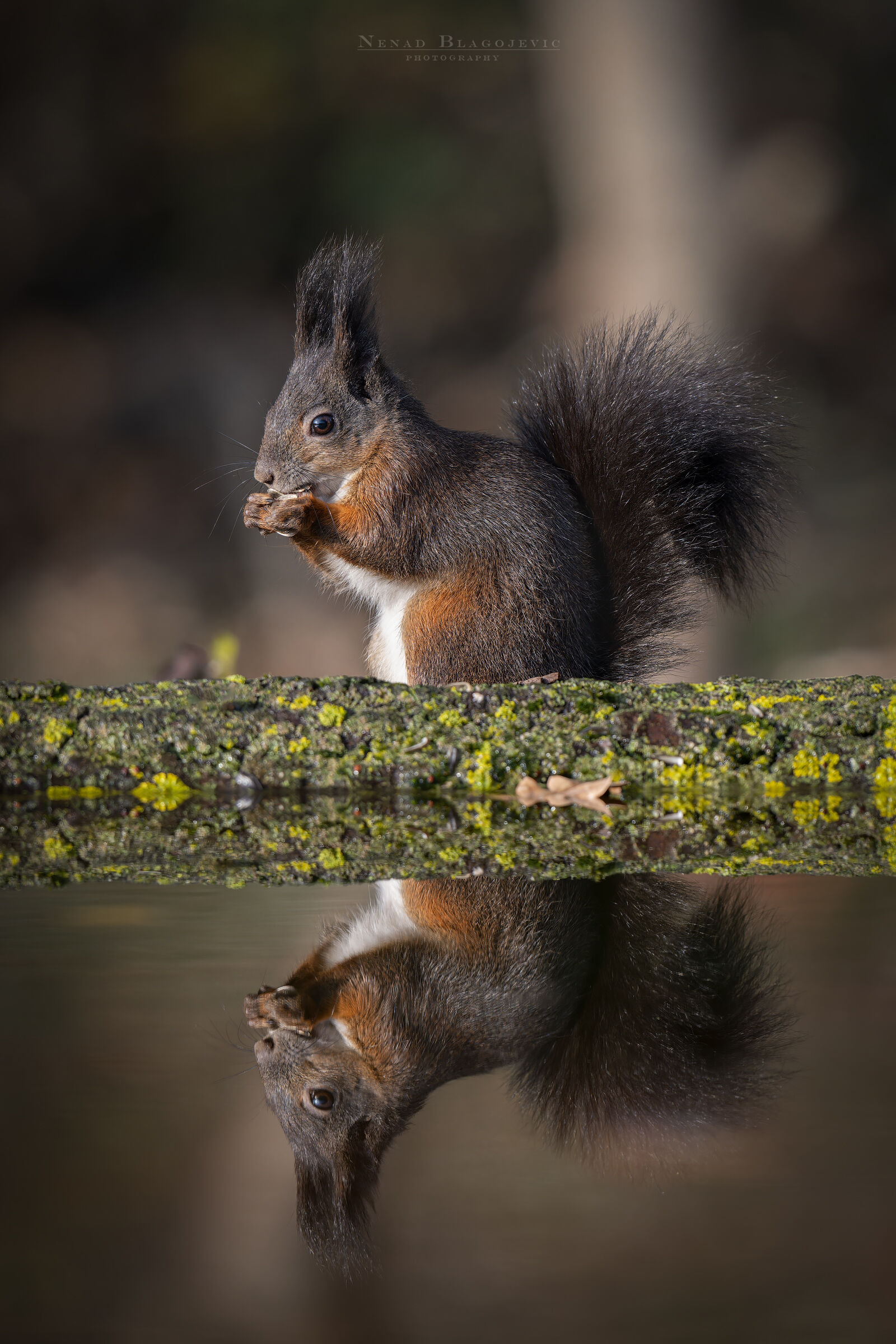 Red Squirrel