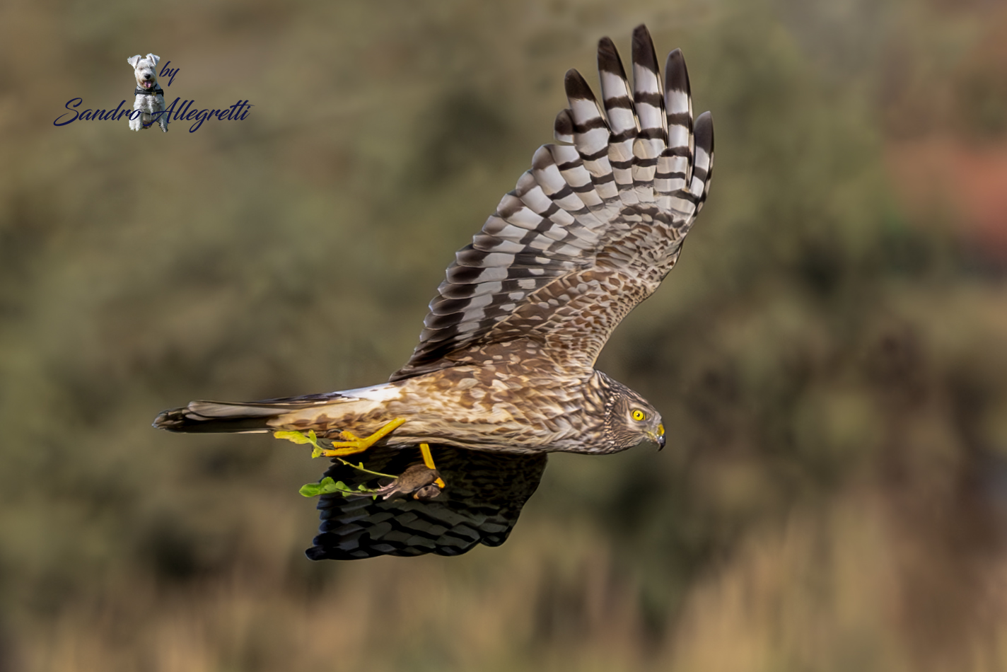 The hen harrier (Circus cyaneus)
